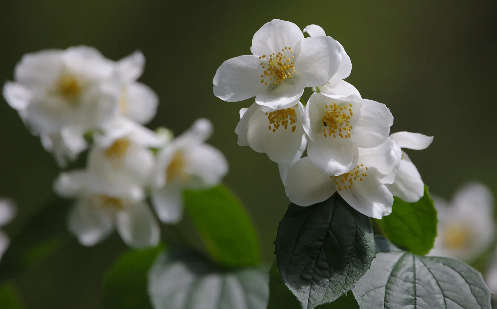 Mock Orange (Philadelphus Coronarius) — white flowers in the garden; shrub with white blooms, image 94
