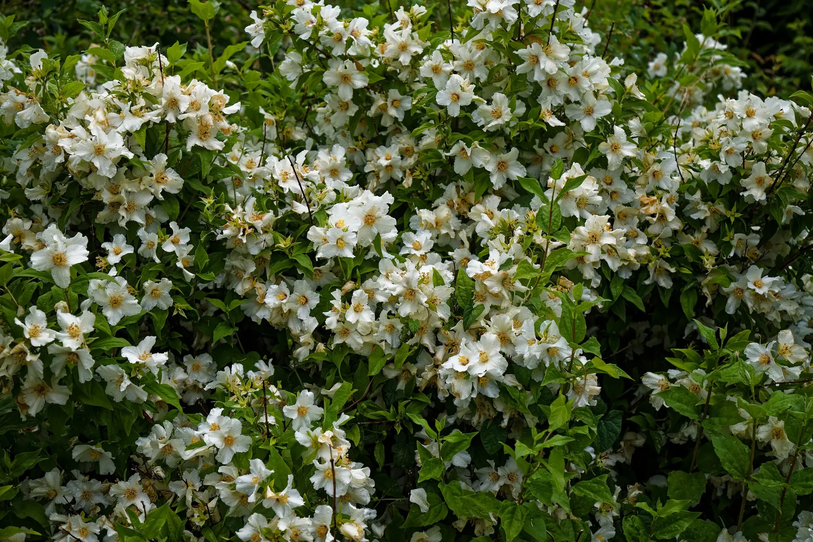 Mock Orange (Philadelphus Coronarius) — Ideal for a hedgerow or accent plant, it flourishes in USDA zones 4-8 and prefers full sun to partial shade