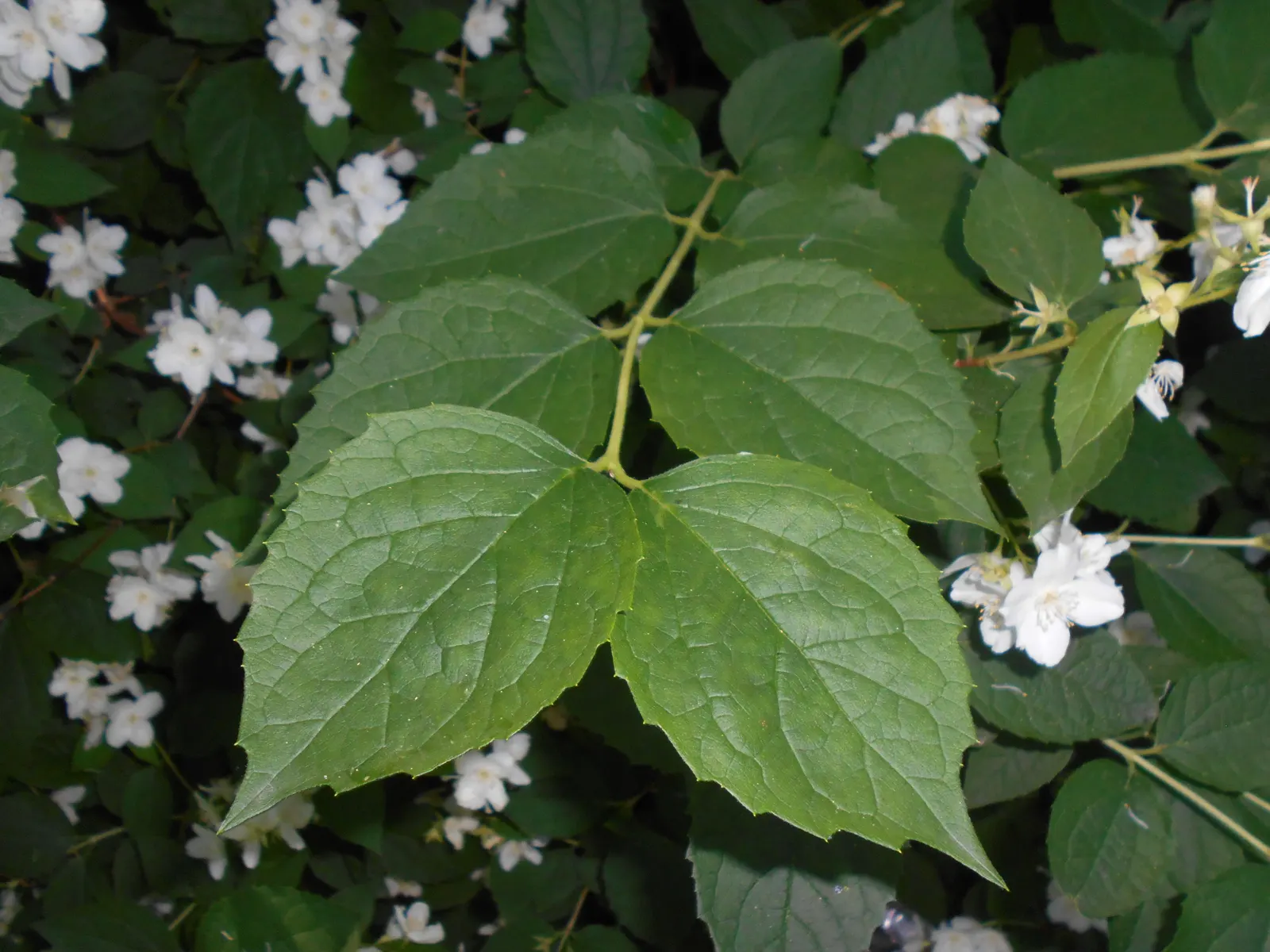 Mock Orange (Philadelphus Coronarius) — Regular pruning encourages vibrant growth; and prefers full sun to part shade, image 100