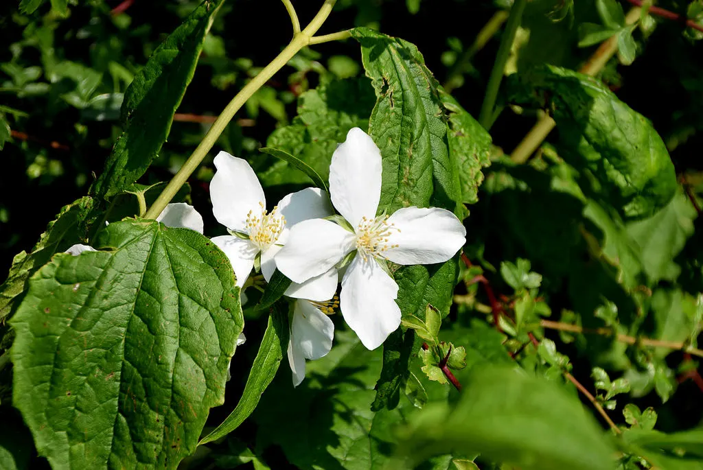 Mock Orange (Philadelphus Coronarius) — turning yellow in fall for a subtle display of autumn color.<br><br>Hardy in USDA zones 4 through 8; white, image 71