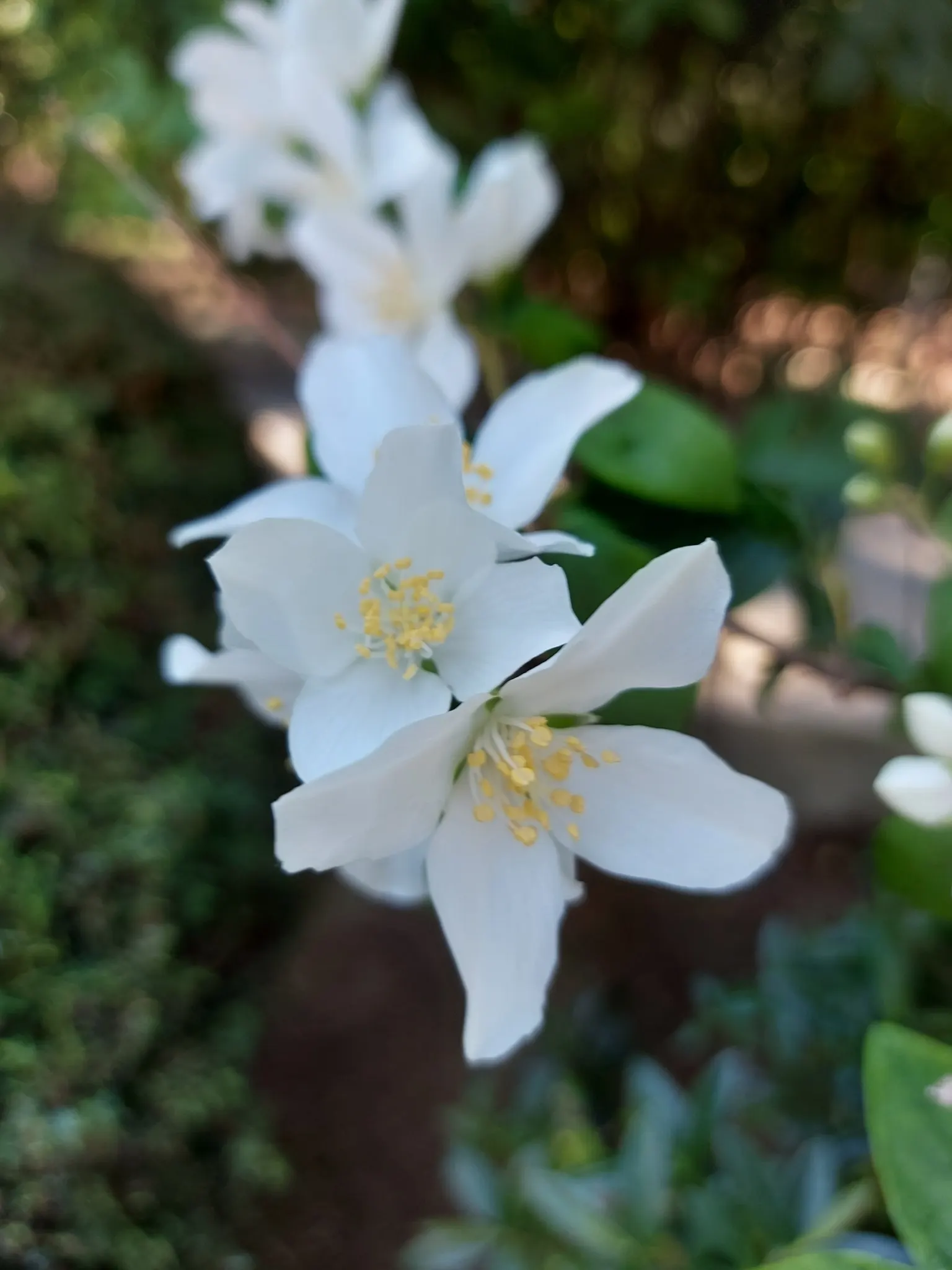 Mock Orange (Philadelphus Coronarius) — which burst into bloom in late spring to early summer; turning yellow in fall for a subtle display of autumn, image 102