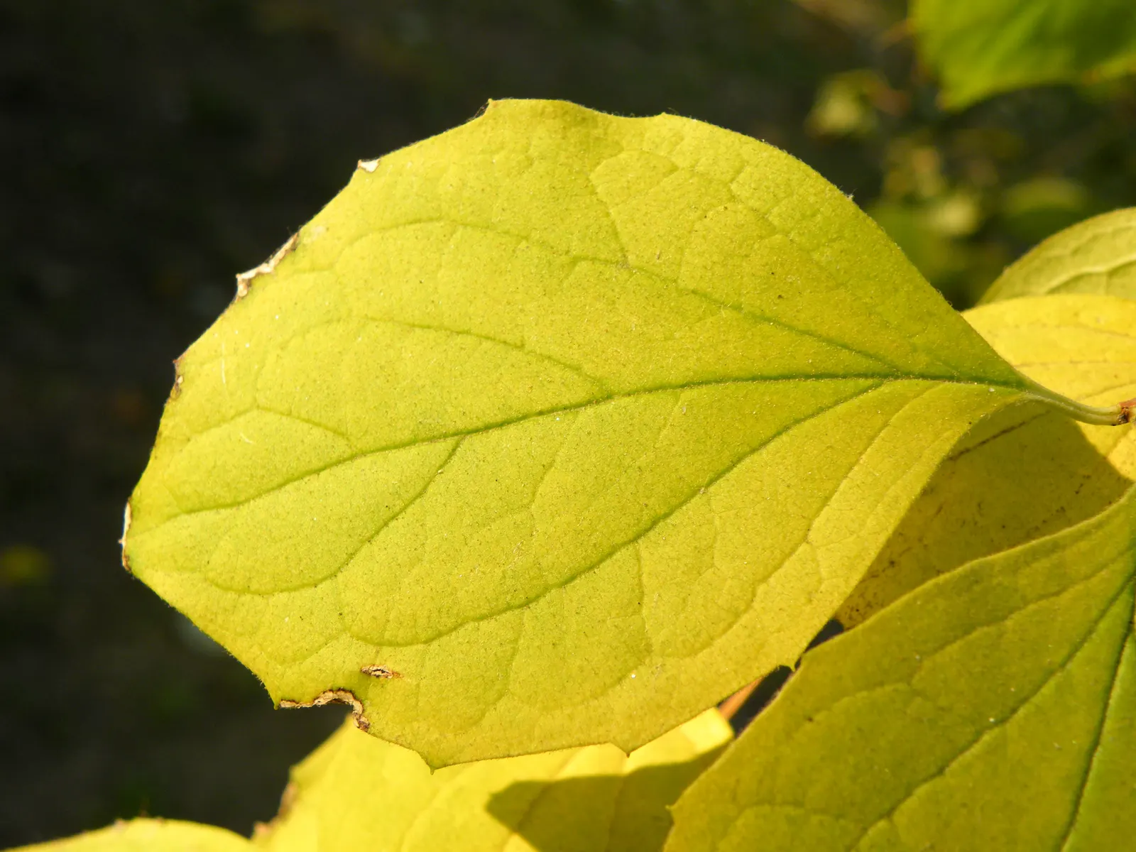 Mock Orange (Philadelphus Coronarius) — It benefits from occasional pruning immediately after flowering; hardy and low-maintenance, it features, image 74