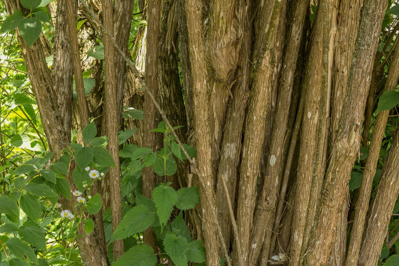 Mock Orange (Philadelphus Coronarius) — shrub with white blooms; which burst into bloom in late spring to early summer, image 127