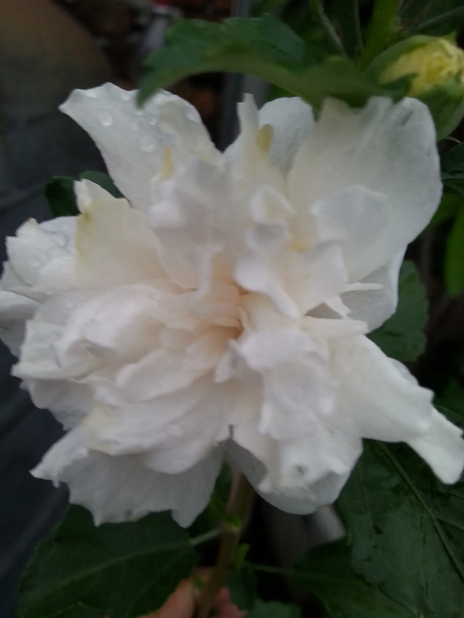 Mock Orange (Philadelphus Coronarius) — which burst into bloom in late spring to early summer; turning yellow in fall for a subtle display of autumn, image 70