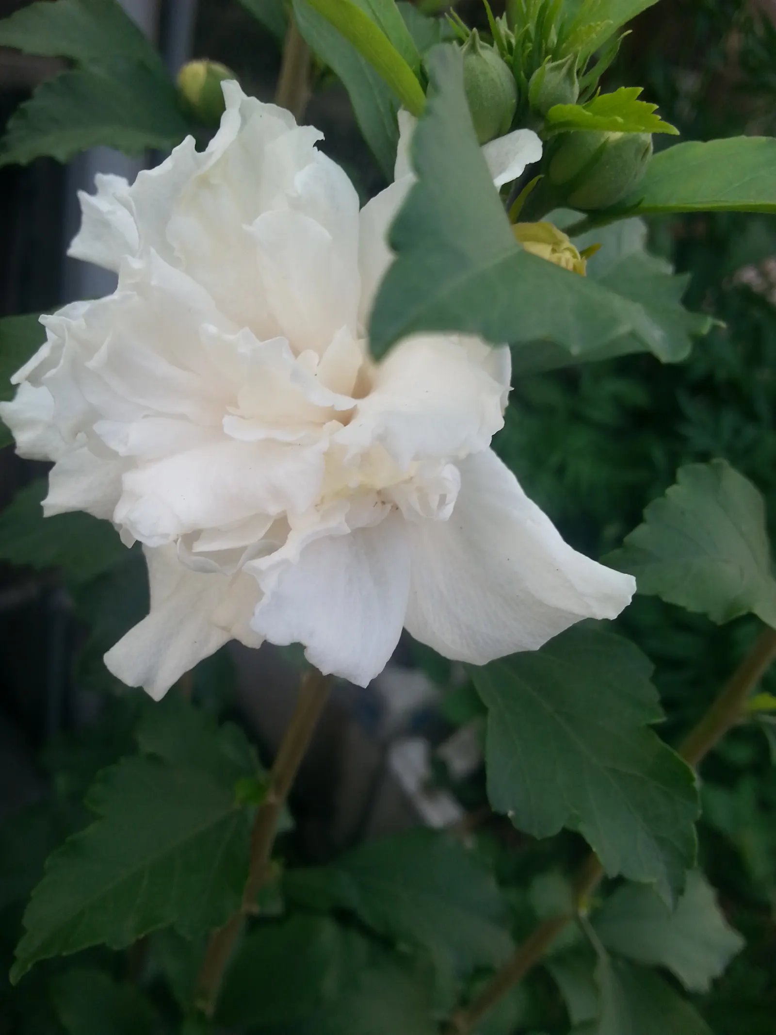 Mock Orange (Philadelphus Coronarius) — Regular pruning encourages vibrant growth; and prefers full sun to part shade, image 68
