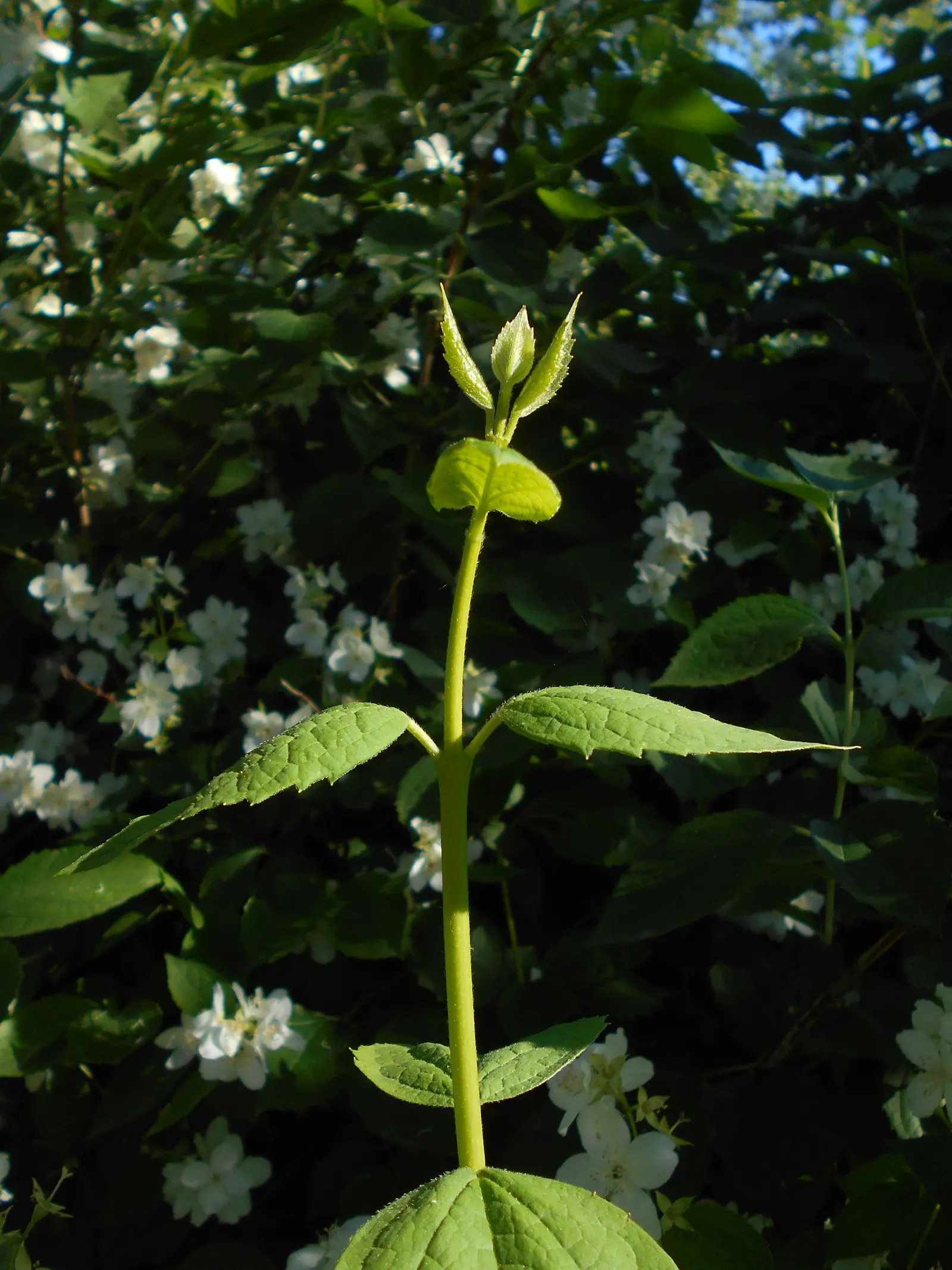 Mock Orange (Philadelphus Coronarius) — the Mock Orange thrives in medium moisture; scientifically termed Philadelphus coronarius, image 56