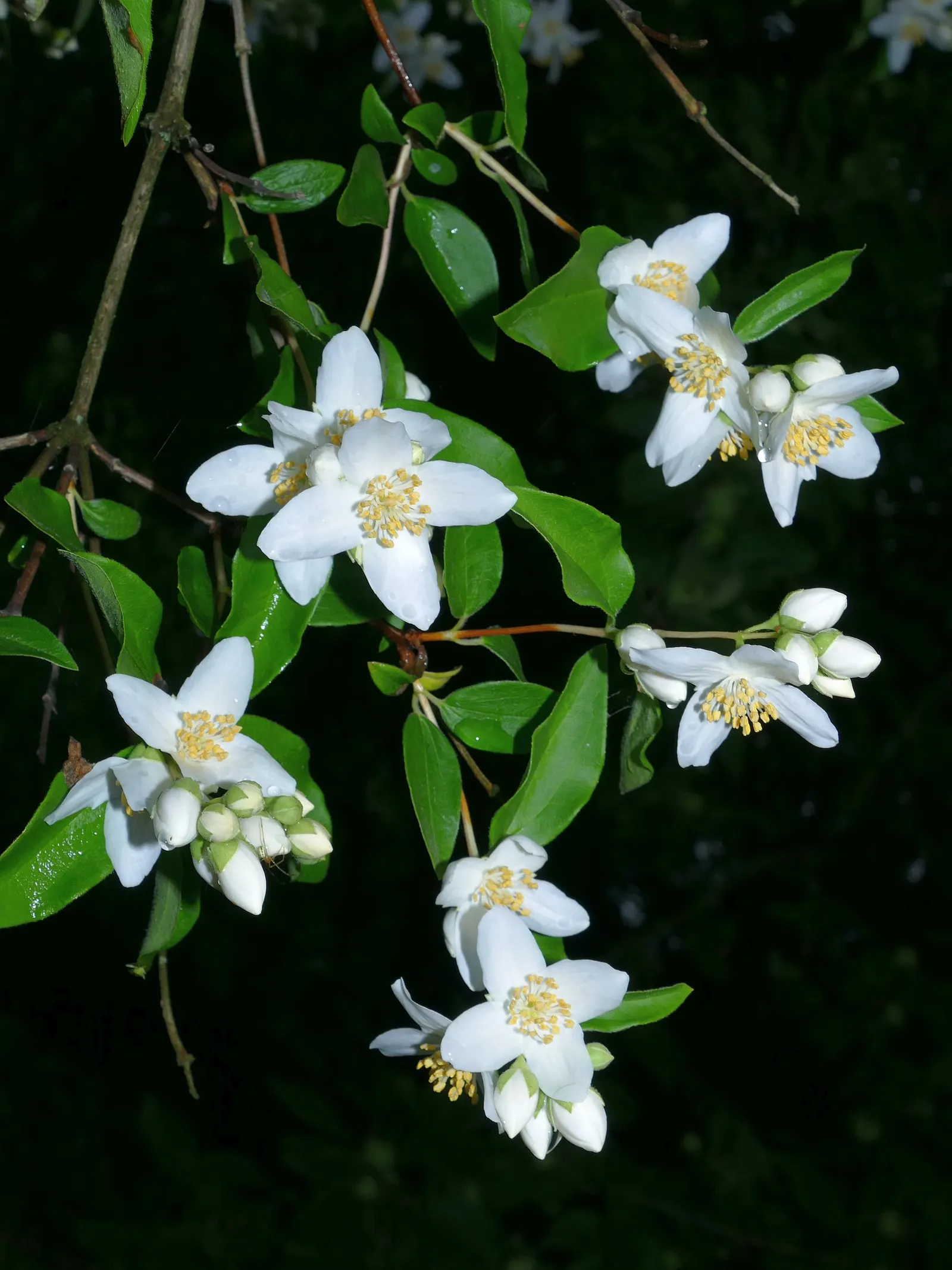 Mock Orange (Philadelphus Coronarius) — turning yellow in fall for a subtle display of autumn color.<br><br>Hardy in USDA zones 4 through 8; white, image 135