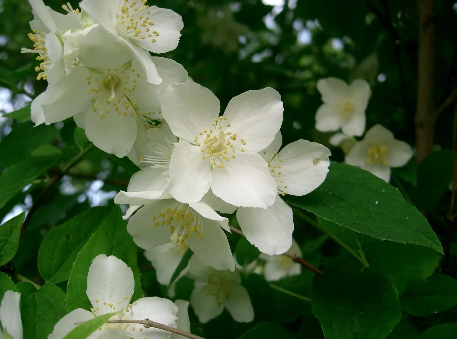 Mock Orange (Philadelphus Coronarius) — scientifically termed Philadelphus coronarius; shrub for full or half, image 69