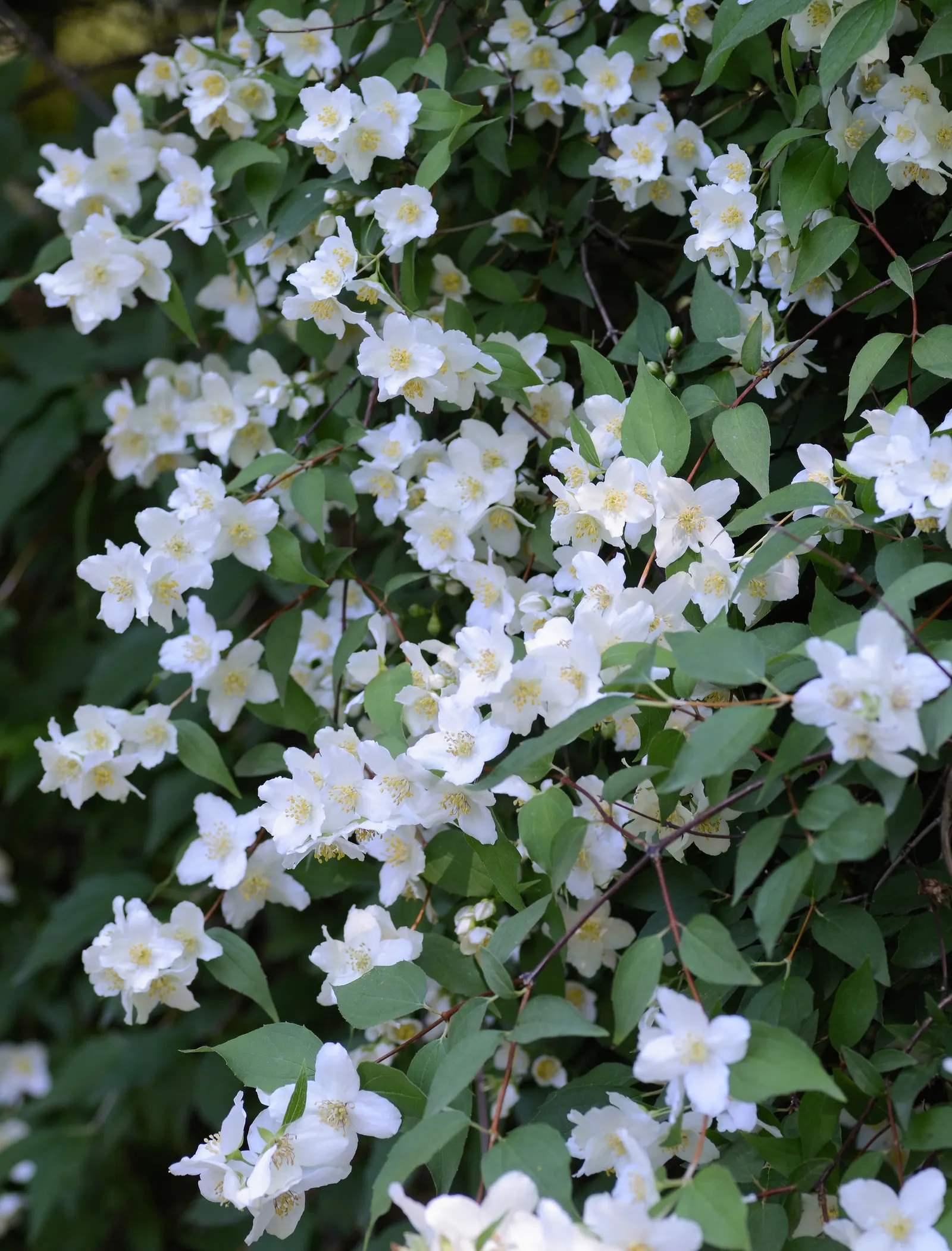 Mock Orange (Philadelphus Coronarius) — scientifically termed Philadelphus coronarius; shrub for full or half, image 117
