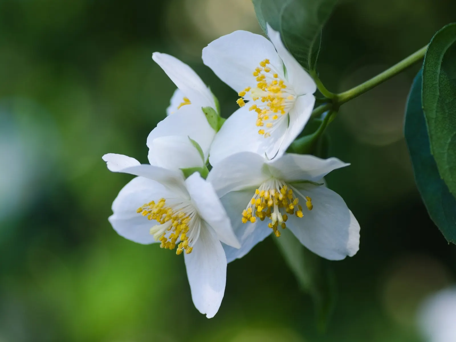 Mock Orange (Philadelphus Coronarius) — and prefers full sun to part shade; its easy maintenance and adaptable nature make it an excellent choice, image 137