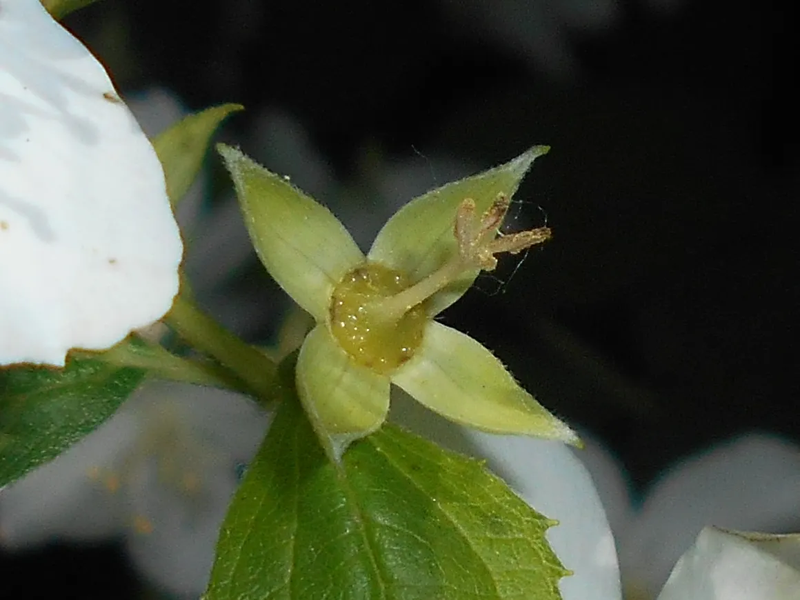 Mock Orange (Philadelphus Coronarius) — enriching garden aesthetics while attracting pollinators like butterflies and bees; it benefits from, image 107