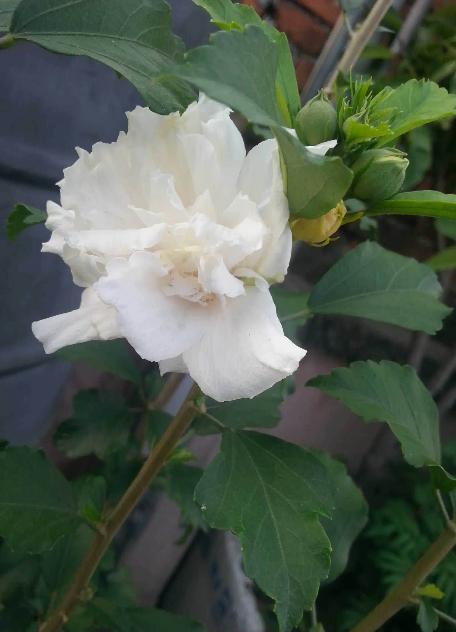 Mock Orange (Philadelphus Coronarius) — shrub with white blooms; which burst into bloom in late spring to early summer, image 79