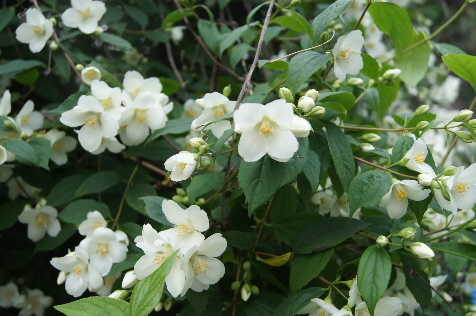 Mock Orange (Philadelphus Coronarius) — which burst into bloom in late spring to early summer; turning yellow in fall for a subtle display of autumn, image 86
