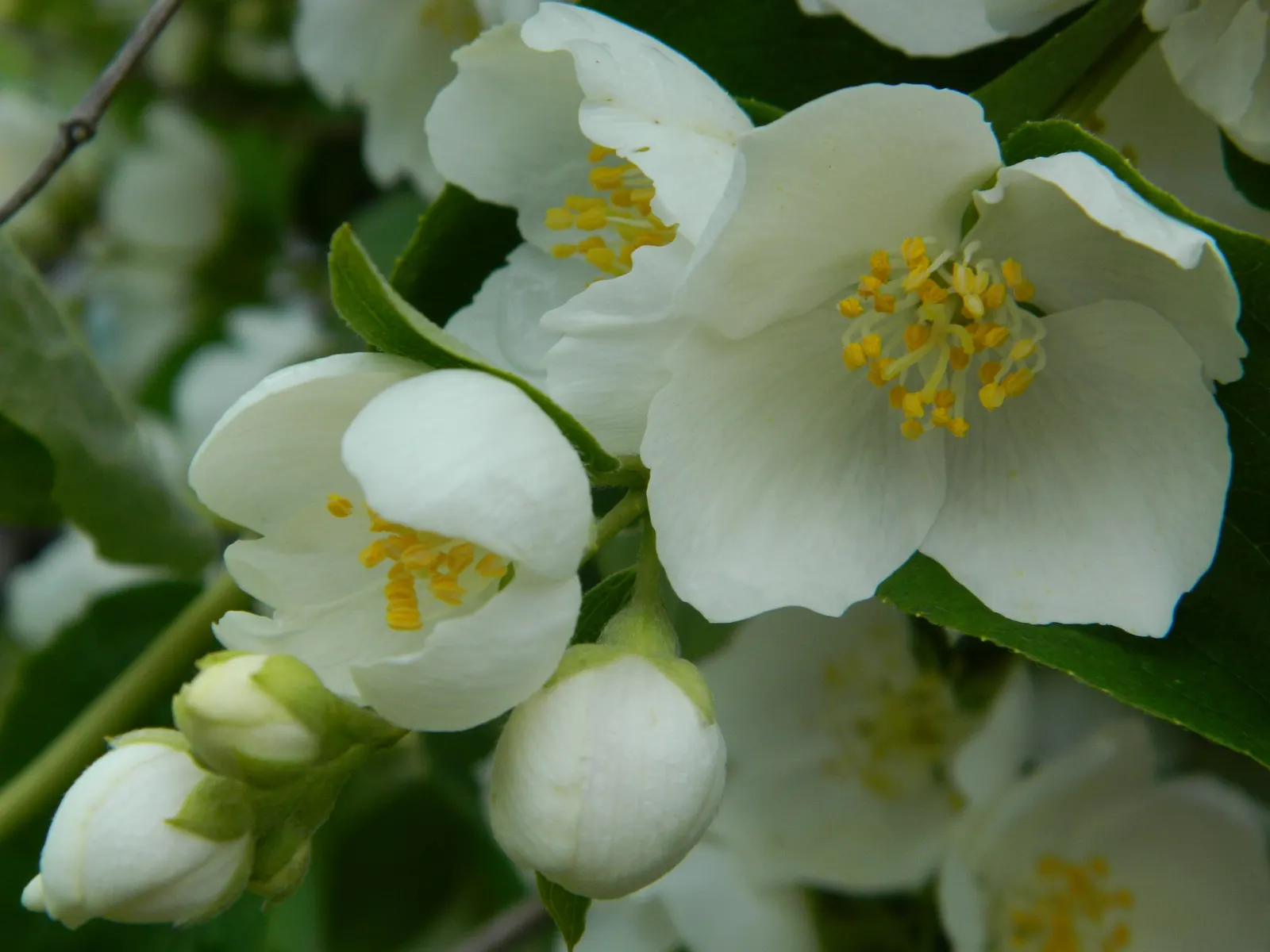 Mock Orange (Philadelphus Coronarius) — scientifically termed Philadelphus coronarius; shrub for full or half, image 133