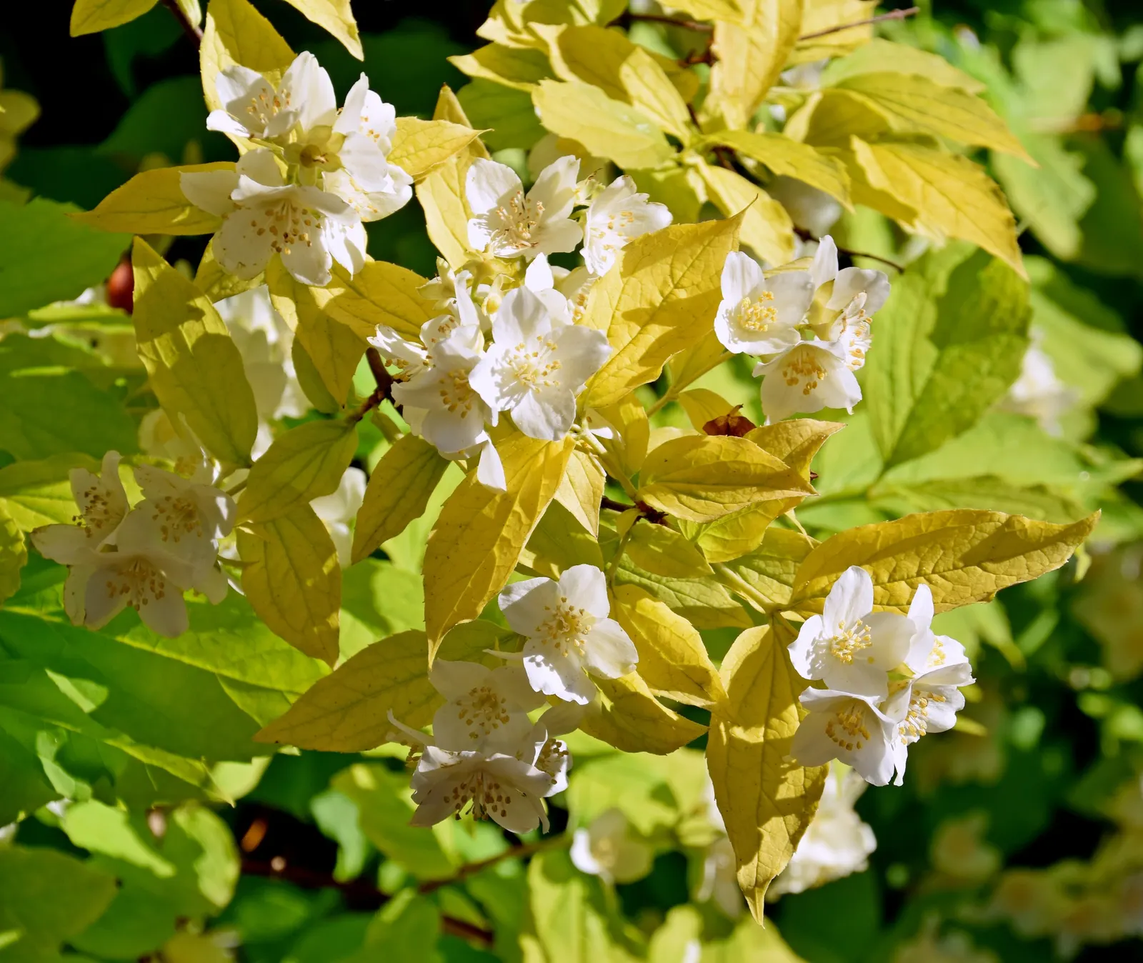 Mock Orange (Philadelphus Coronarius) — enriching garden aesthetics while attracting pollinators like butterflies and bees; it benefits from, image 59