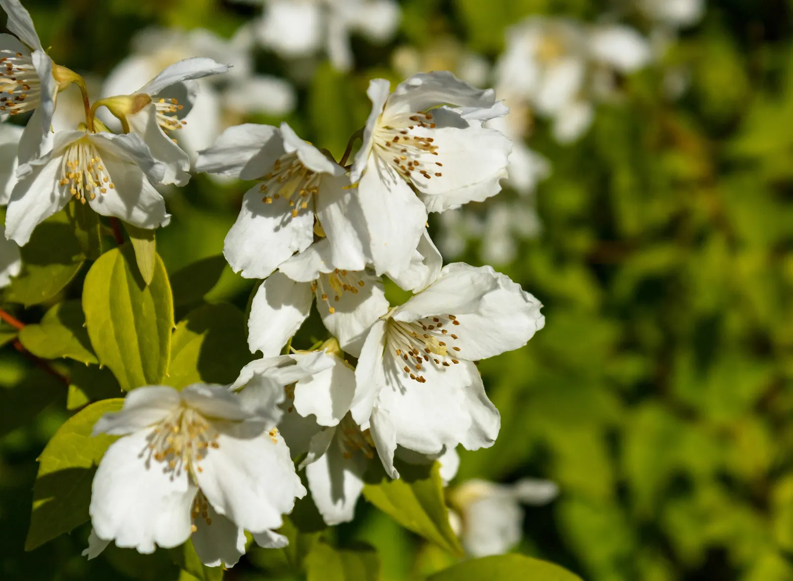 Mock Orange (Philadelphus Coronarius) — enriching garden aesthetics while attracting pollinators like butterflies and bees; it benefits from, image 91