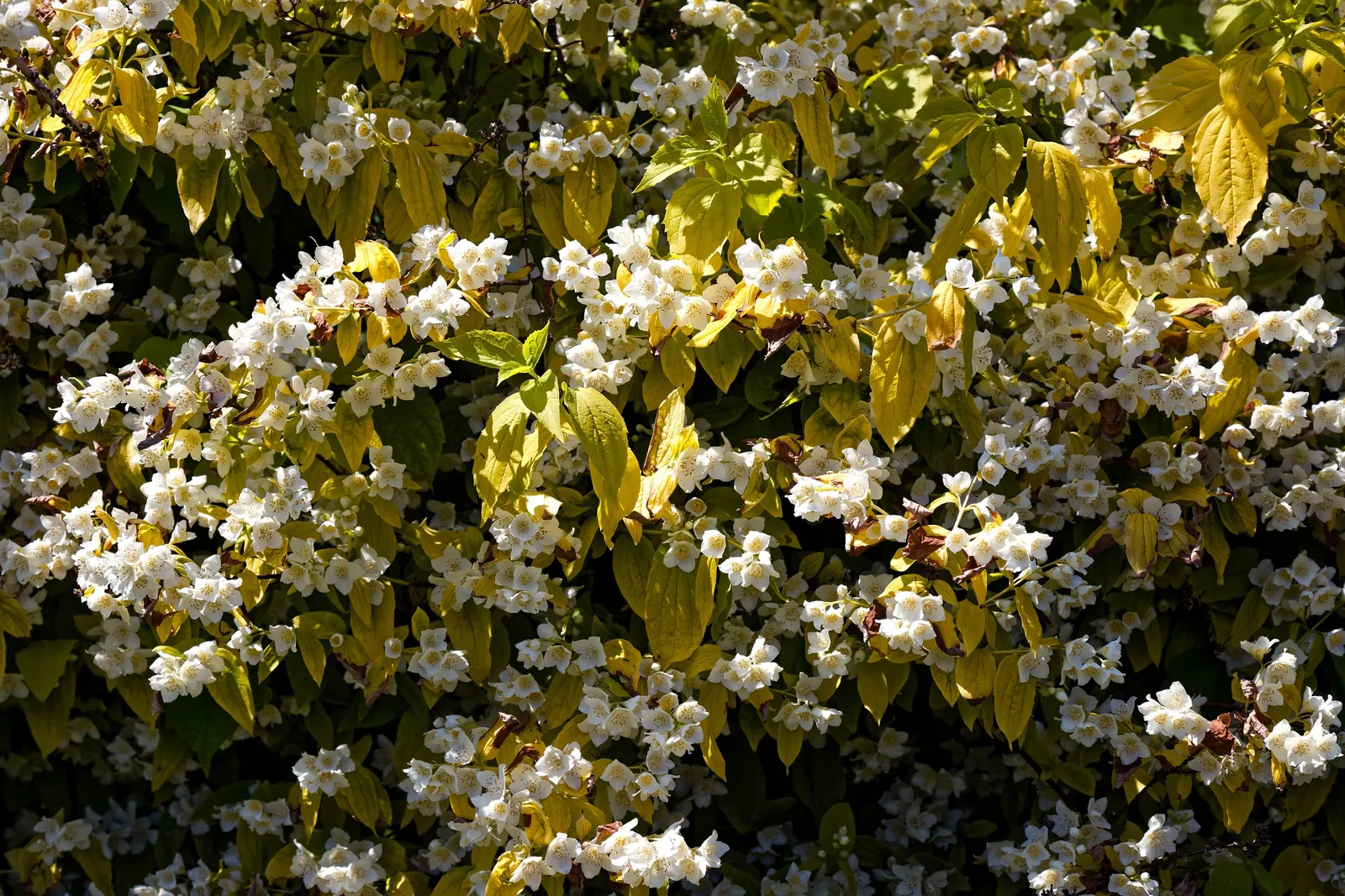 Mock Orange (Philadelphus Coronarius) — Regular pruning encourages vibrant growth