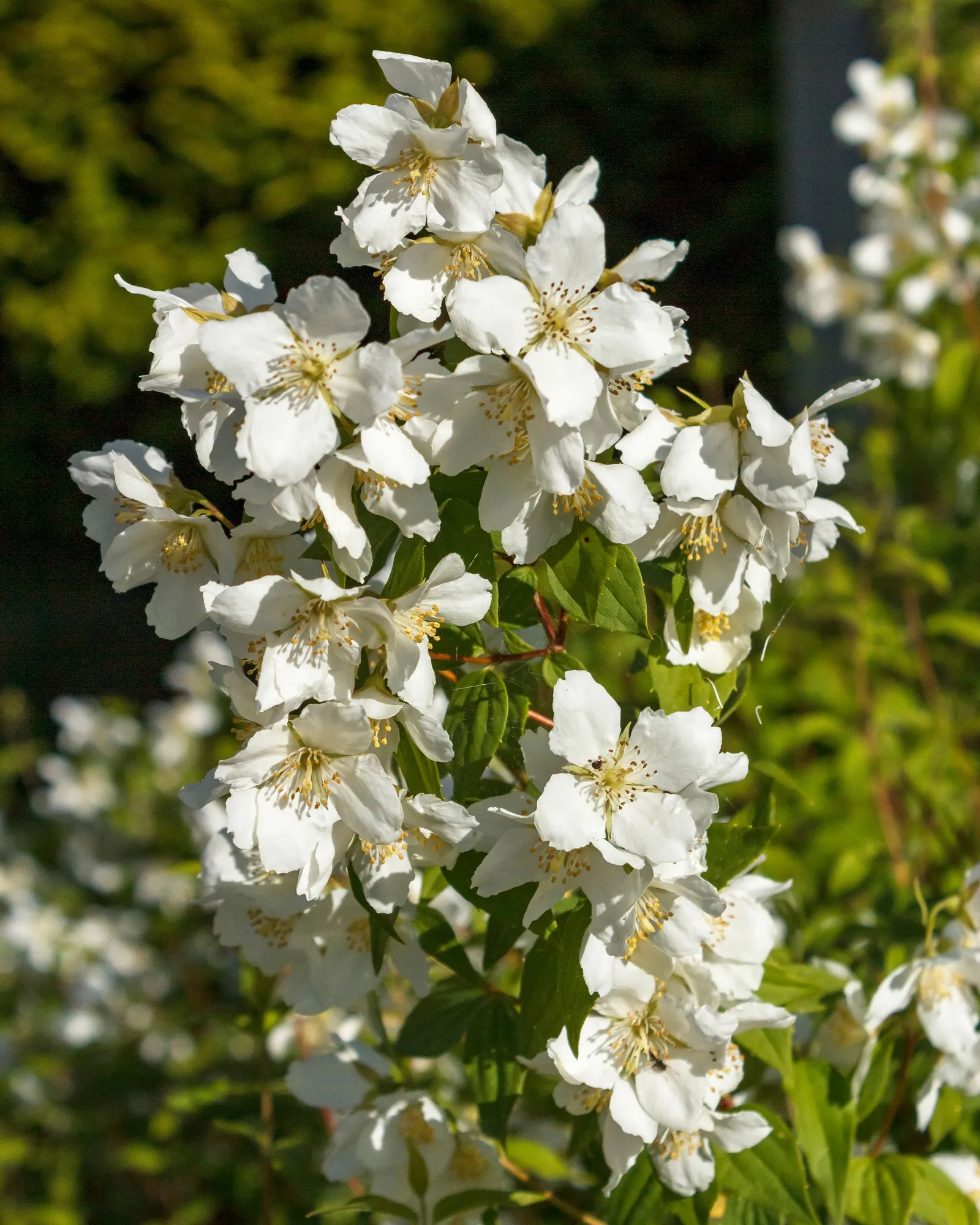 Mock Orange (Philadelphus Coronarius) — Hardy and low-maintenance, it features oval-shaped leaves and delicate white flowers that attract pollinators