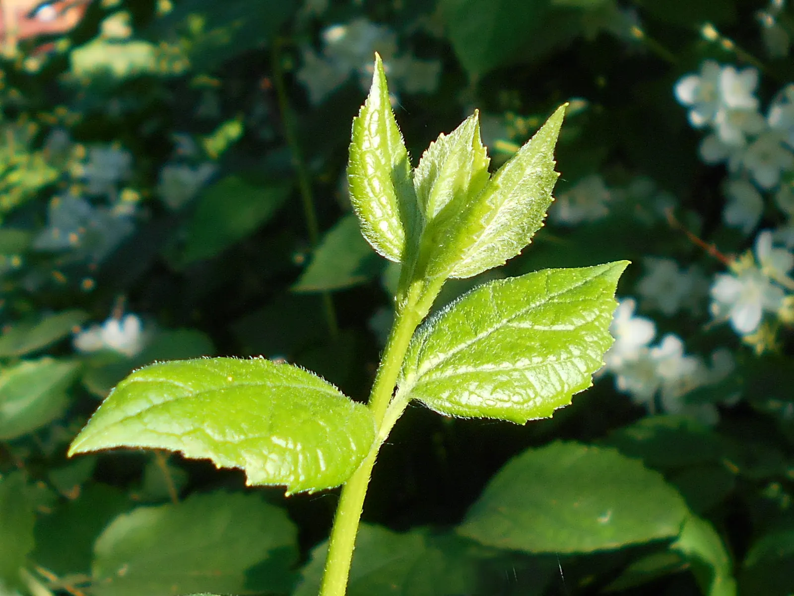 Mock Orange (Philadelphus Coronarius) — turning yellow in fall for a subtle display of autumn color.<br><br>Hardy in USDA zones 4 through 8; white, image 55