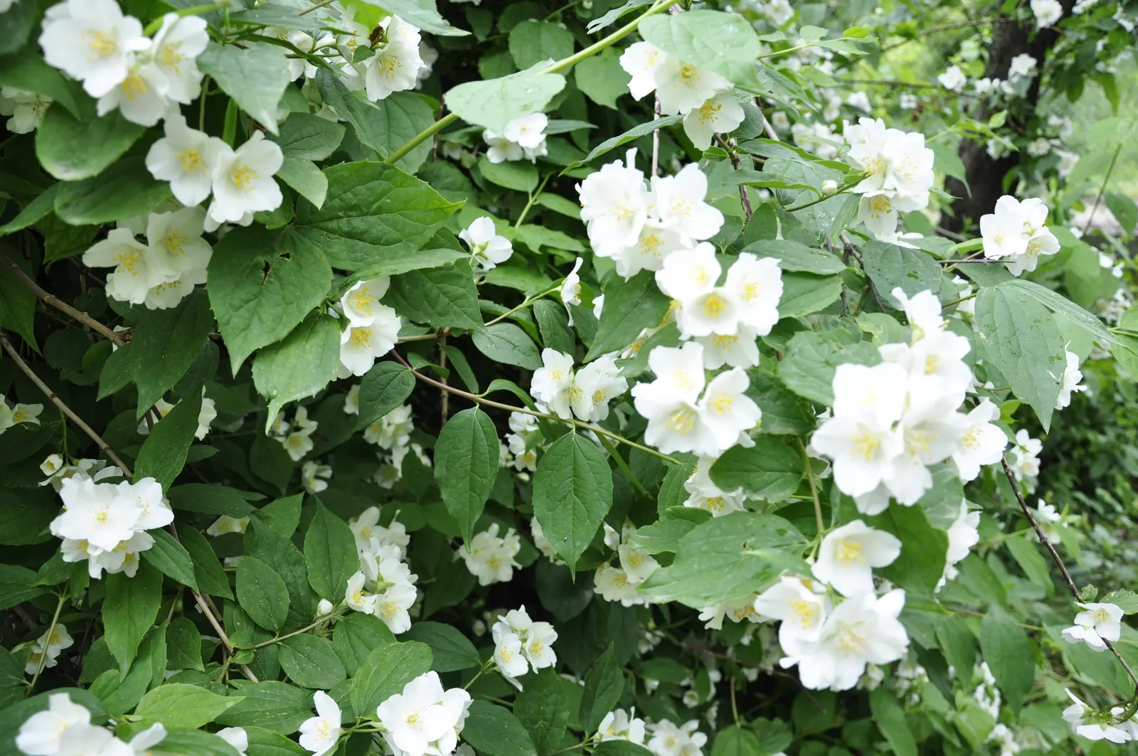 Mock Orange (Philadelphus Coronarius) — or as a standalone specimen in residential or park settings; the Mock Orange thrives in medium moisture, image 141