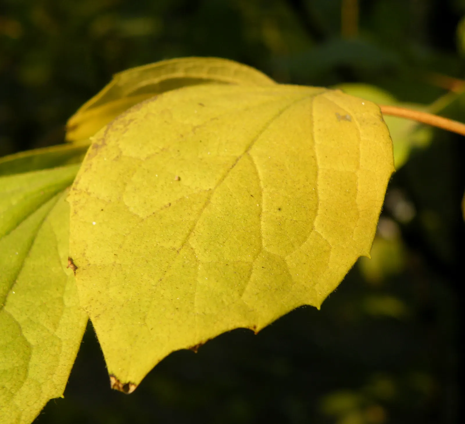 Mock Orange (Philadelphus Coronarius) — Hardy and low-maintenance, it features oval-shaped leaves and delicate white flowers that attract, image 51