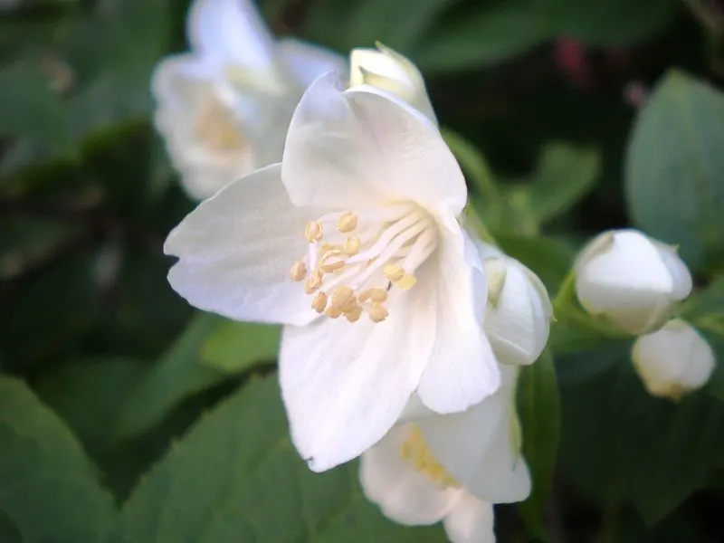 Mock Orange (Philadelphus Coronarius) — Hardy and low-maintenance, it features oval-shaped leaves and delicate white flowers that attract, image 83