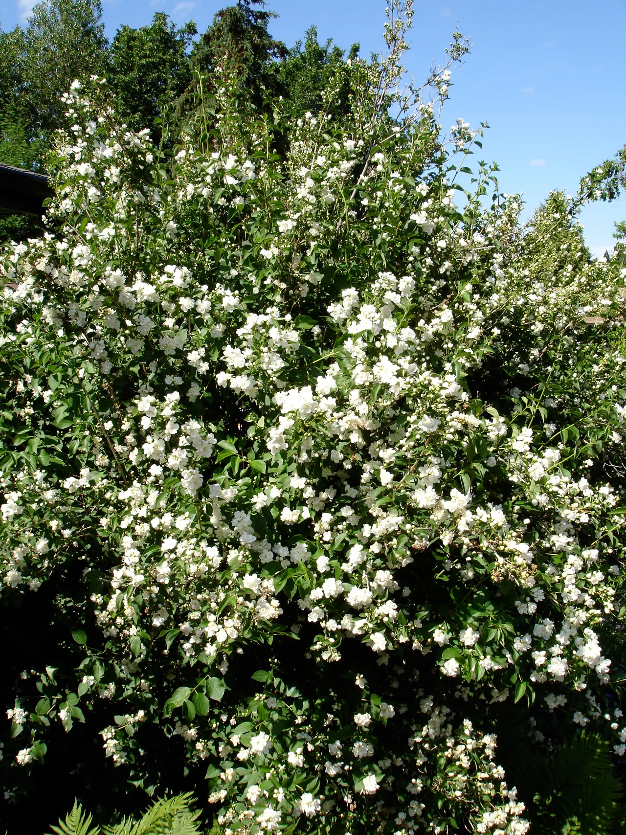 Mock Orange (Philadelphus Coronarius) — It matures to 10-12 feet in height and spans approximately 6-10 feet wide; regular pruning encourages, image 145