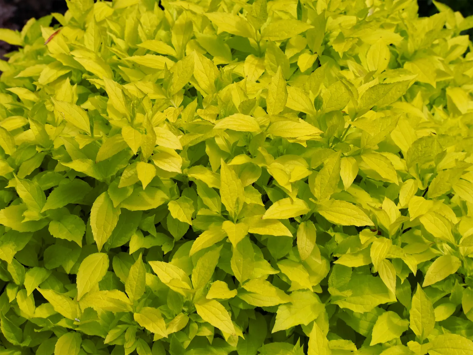 Mock Orange (Philadelphus Coronarius) — Its easy maintenance and adaptable nature make it an excellent choice for foundation plantings; it matures, image 140