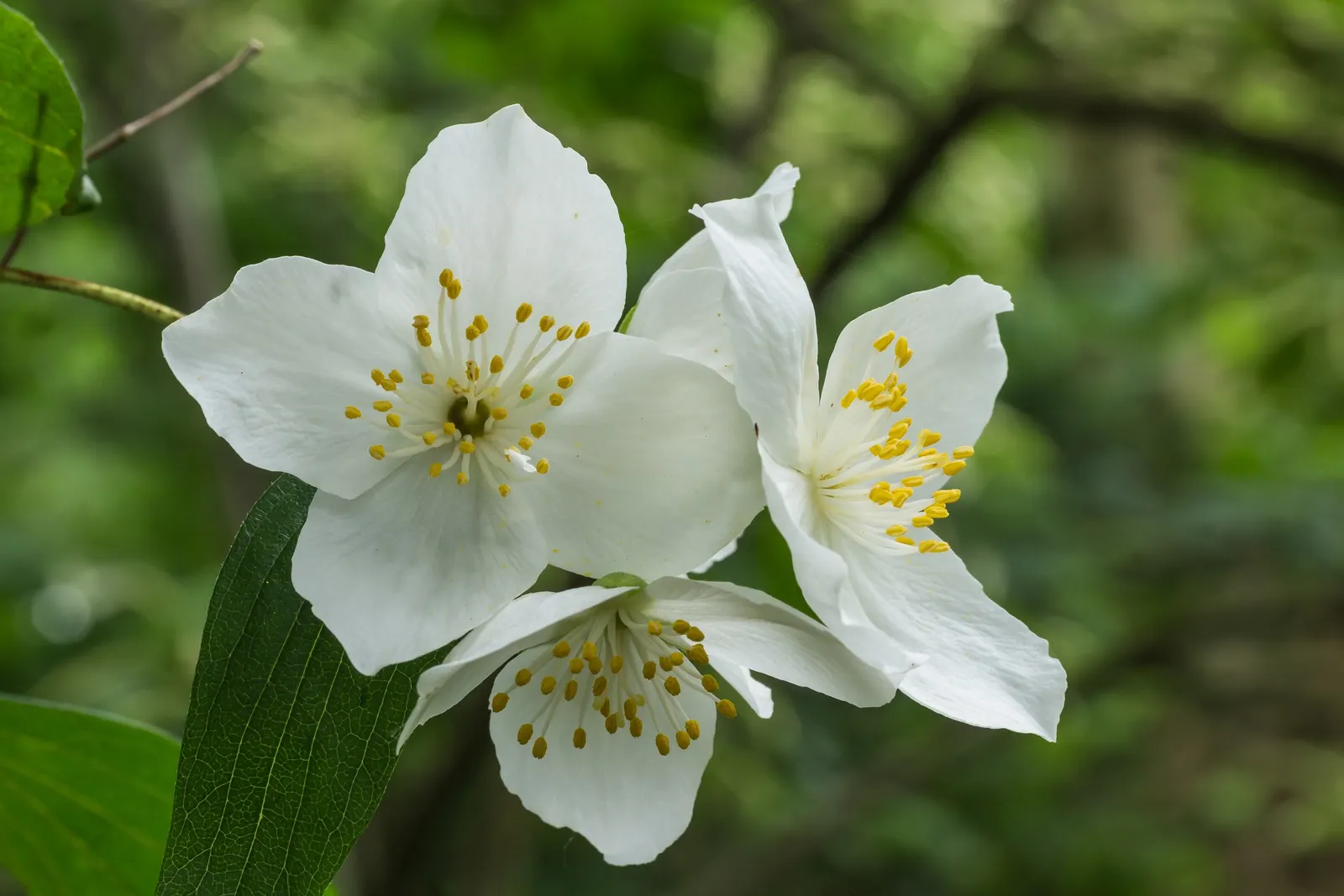 Mock Orange (Philadelphus Coronarius) — turning yellow in fall for a subtle display of autumn color.<br><br>Hardy in USDA zones 4 through 8