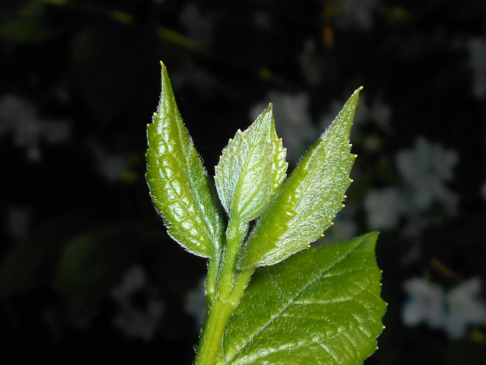 Mock Orange (Philadelphus Coronarius) — Its easy maintenance and adaptable nature make it an excellent choice for foundation plantings; it matures, image 60