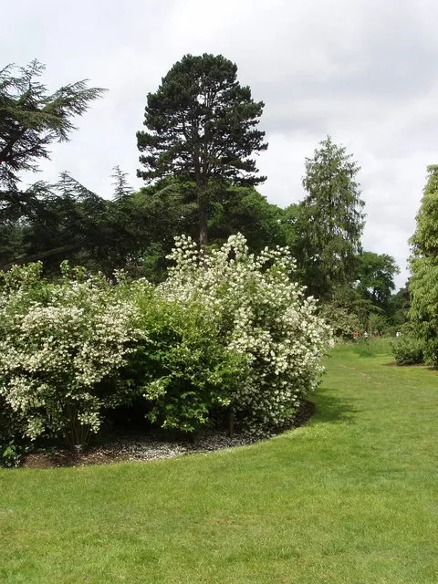 Mock Orange (Philadelphus Coronarius) — shrub for full or half; or as a standalone specimen in residential or park settings, image 128