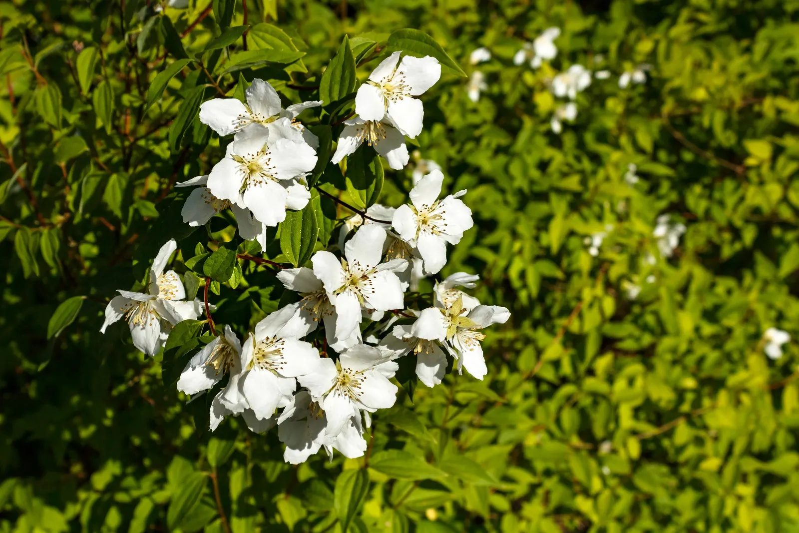 Mock Orange (Philadelphus Coronarius) — the Mock Orange thrives in medium moisture; scientifically termed Philadelphus coronarius, image 72