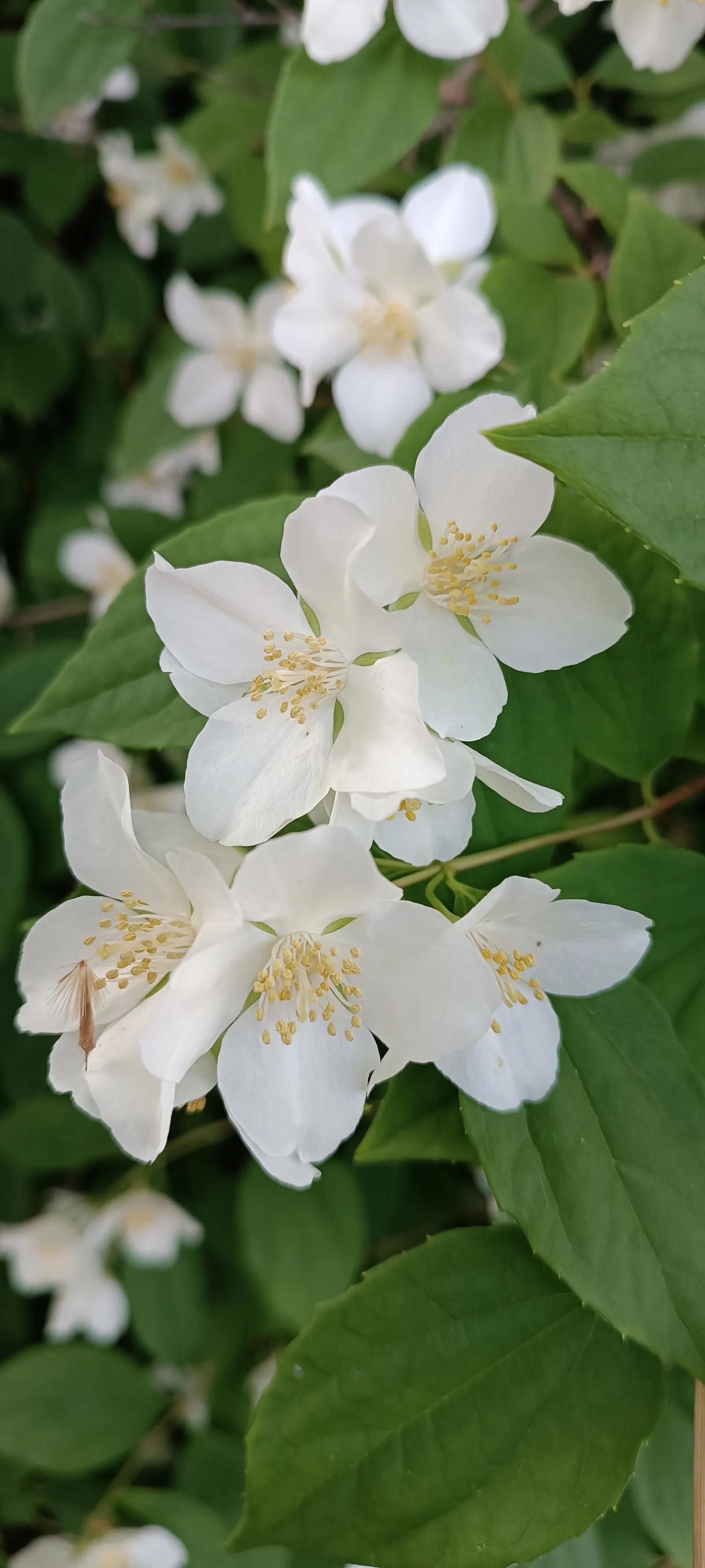 Mock Orange (Philadelphus Coronarius) — which burst into bloom in late spring to early summer