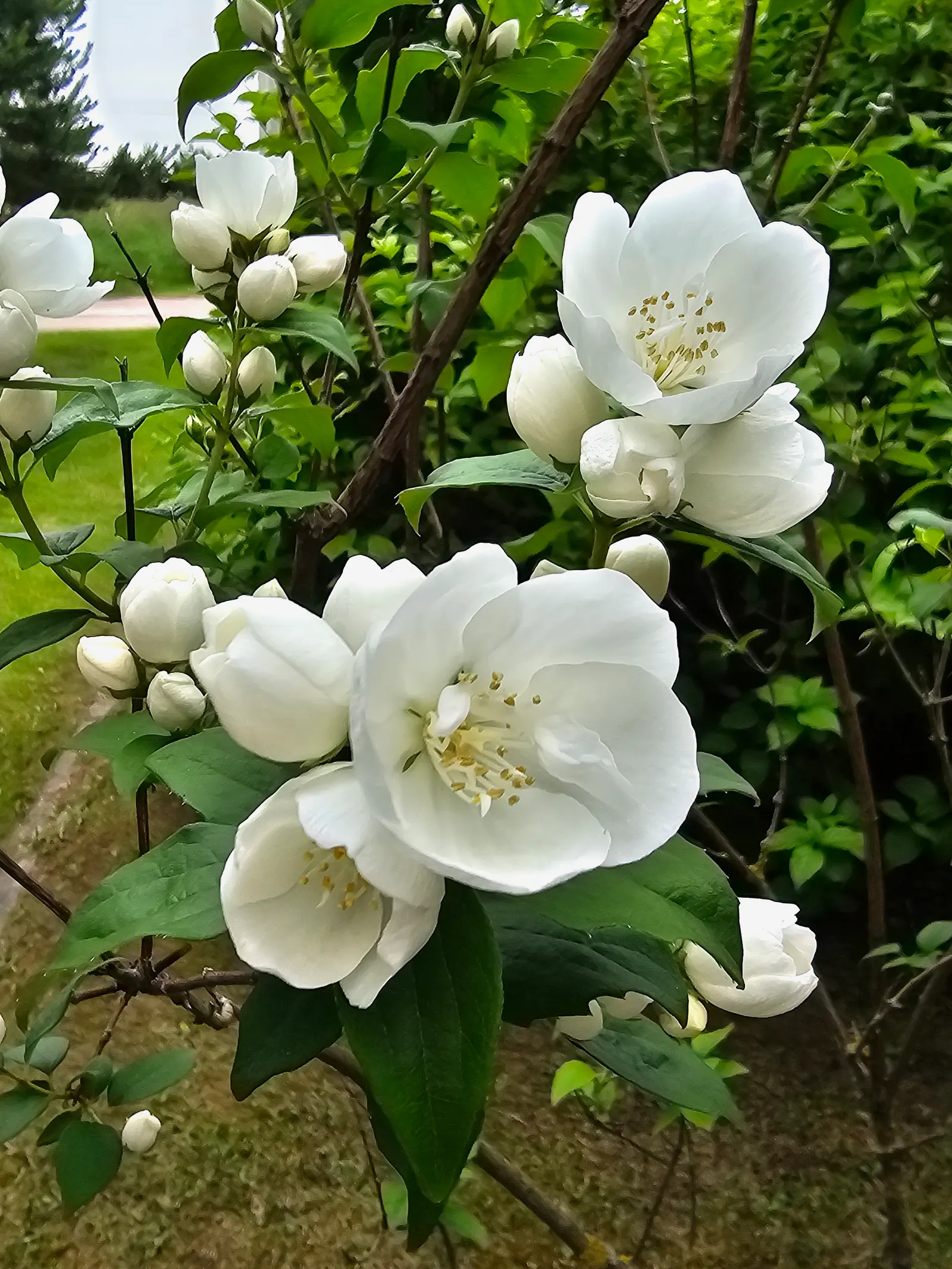 Mock Orange (Philadelphus Coronarius) — It benefits from occasional pruning immediately after flowering
