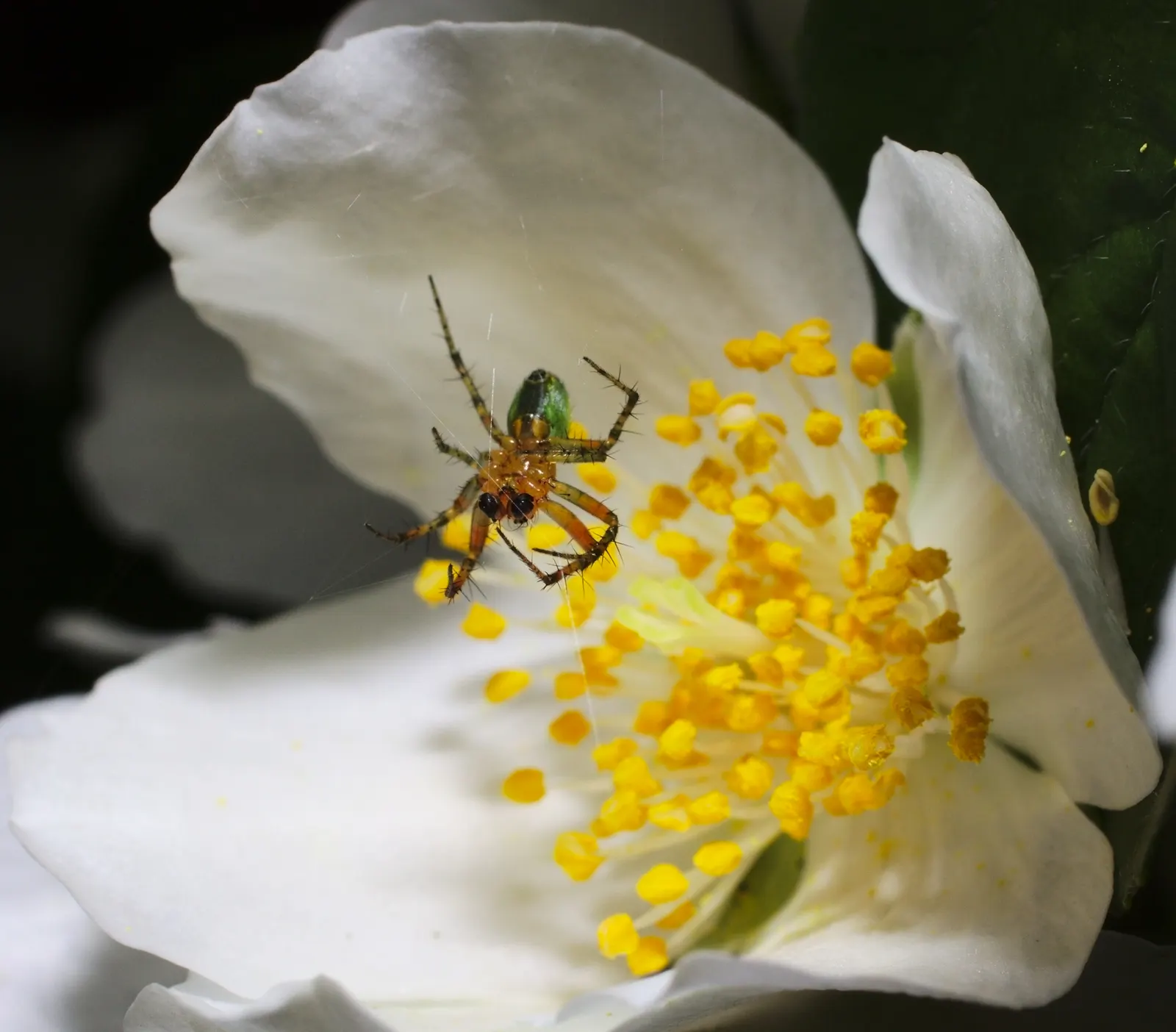 Mock Orange (Philadelphus Coronarius) — enriching garden aesthetics while attracting pollinators like butterflies and bees