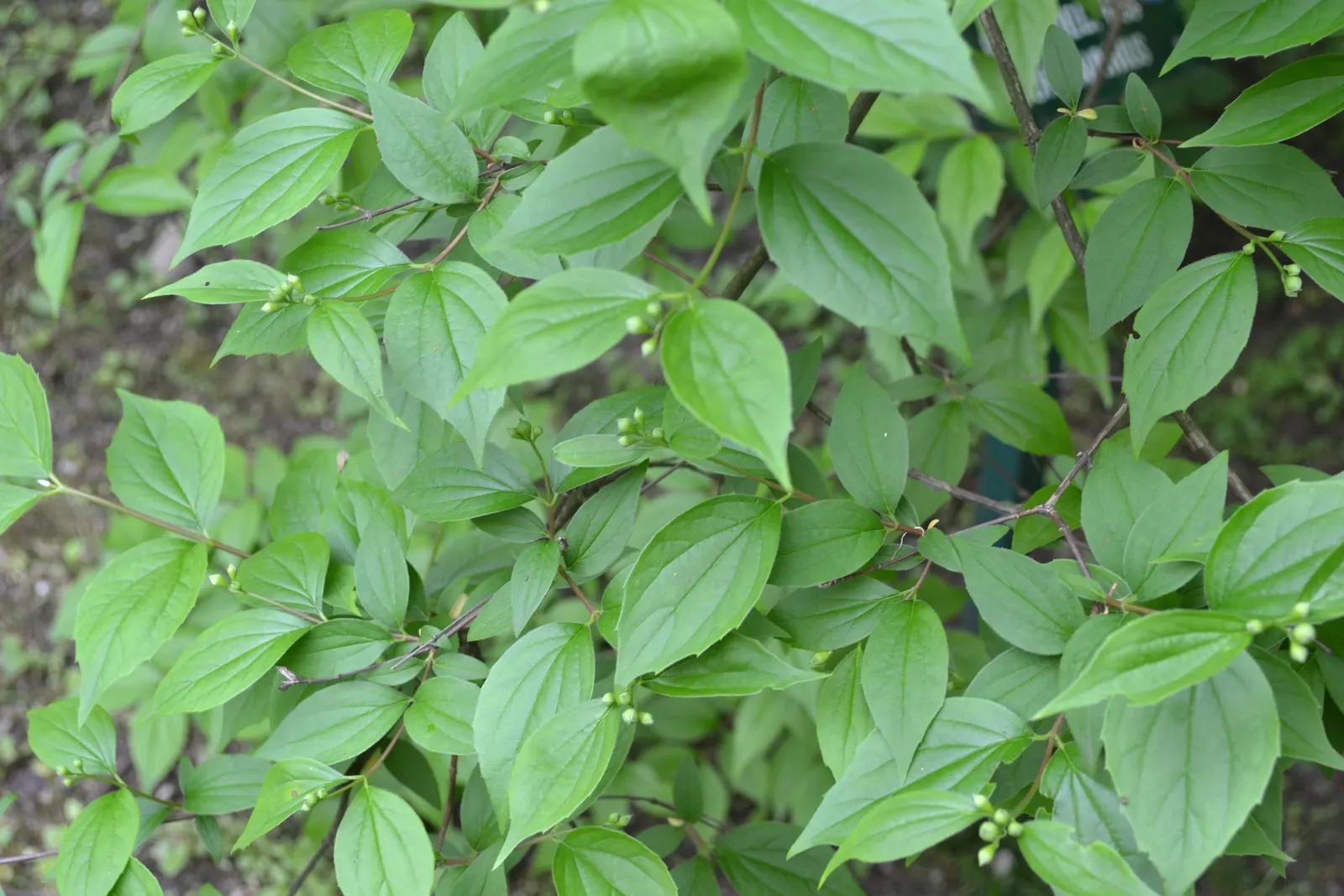 Mock Orange (Philadelphus Coronarius) — It benefits from occasional pruning immediately after flowering; hardy and low-maintenance, it features, image 58