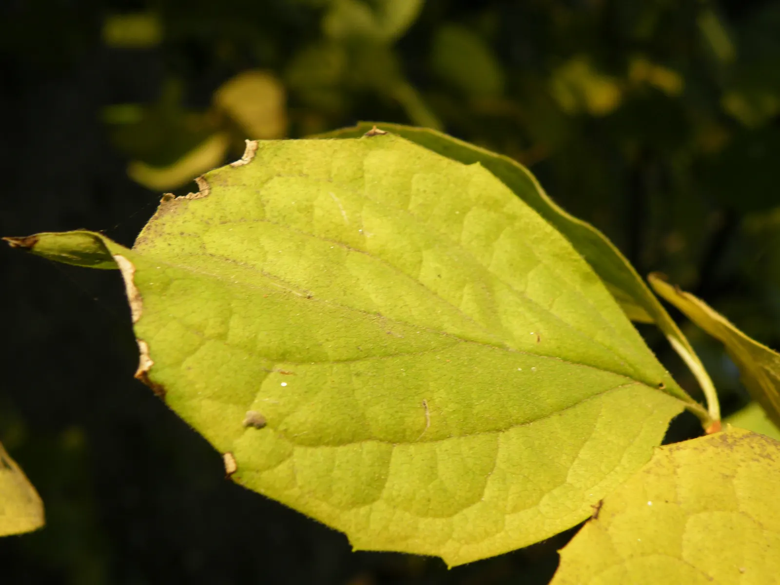 Mock Orange (Philadelphus Coronarius) — scientifically termed Philadelphus coronarius; shrub for full or half, image 53