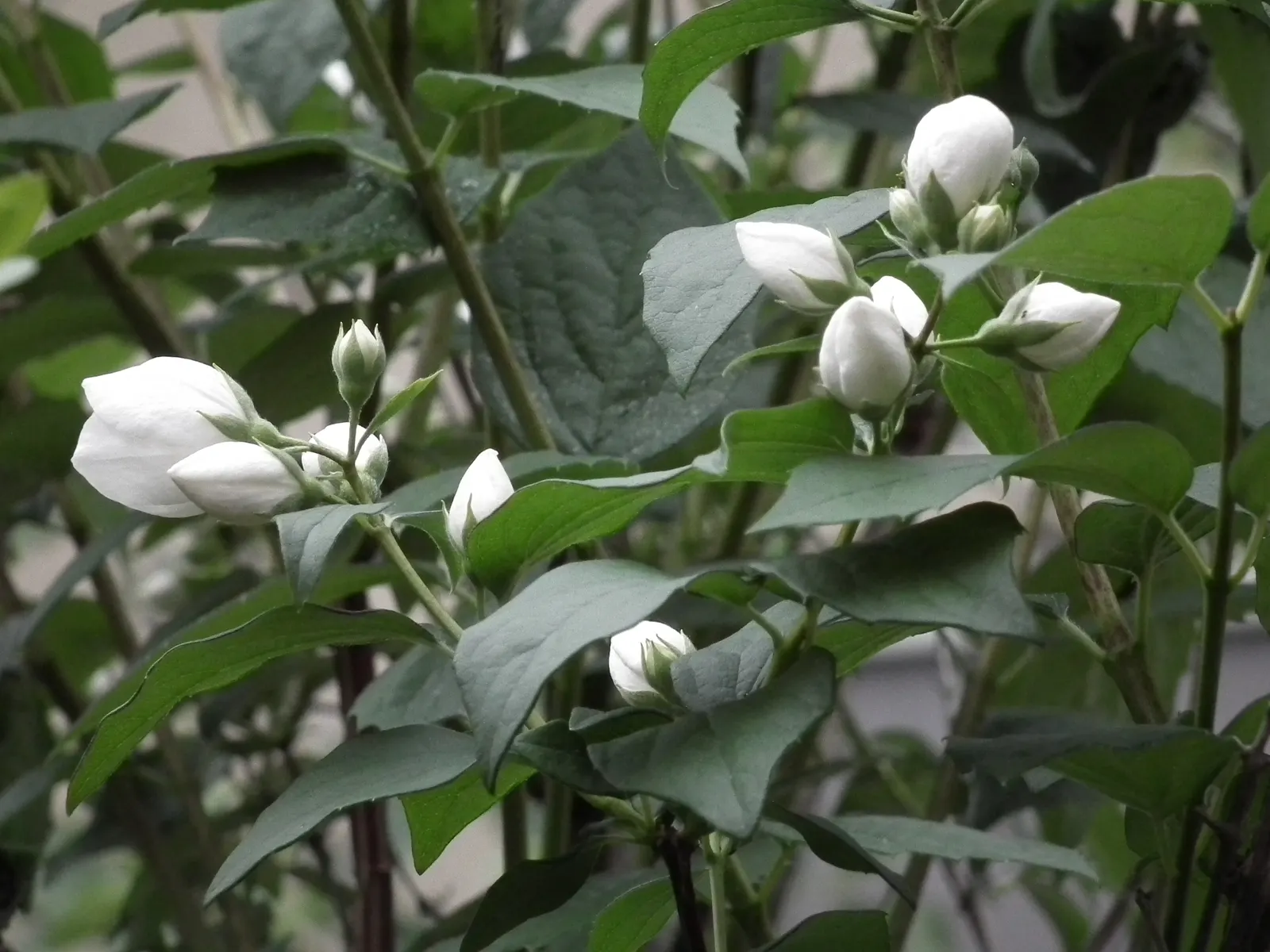 Mock Orange (Philadelphus Coronarius) — Ideal for a hedgerow or accent plant, it flourishes in USDA zones 4-8 and prefers full sun to partial, image 130