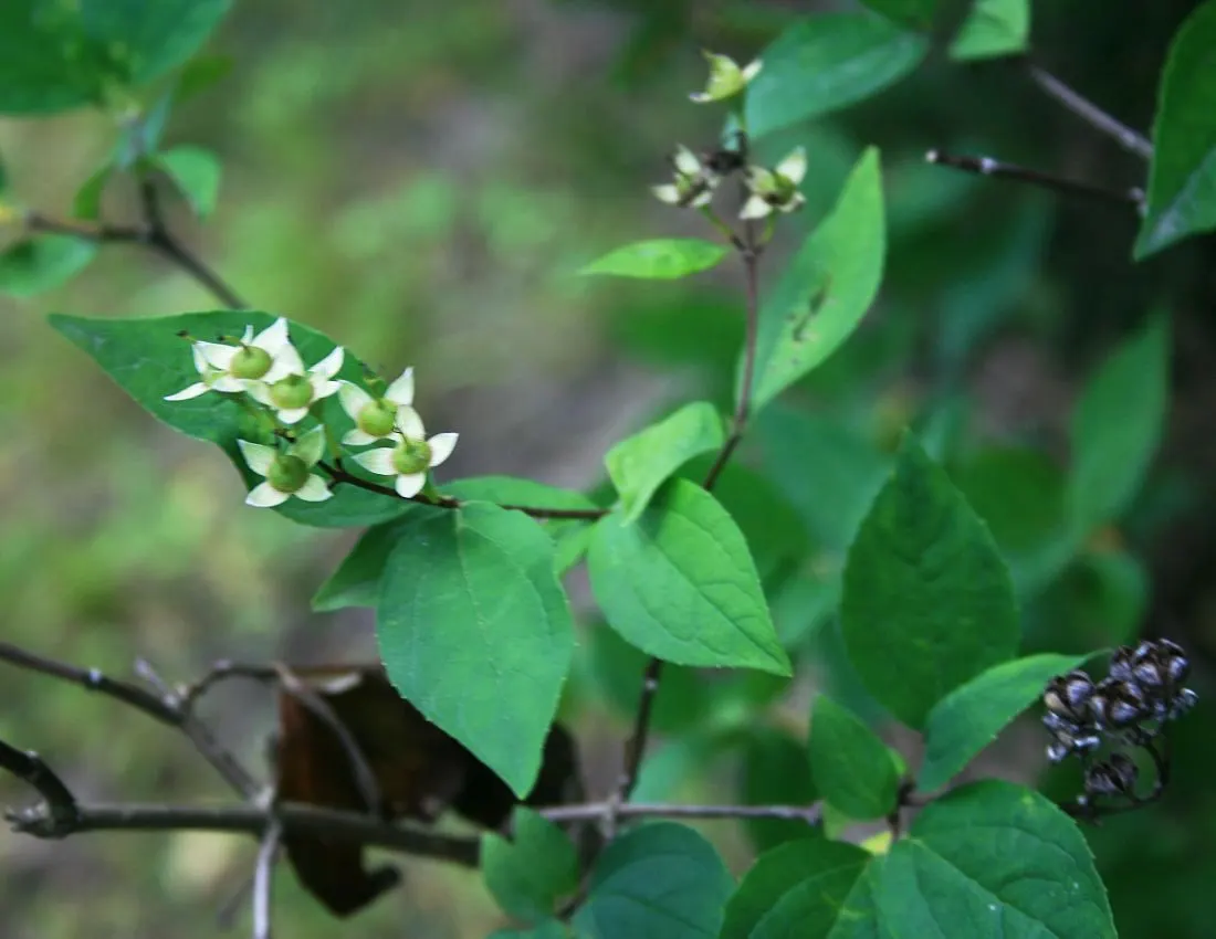Mock Orange (Philadelphus Coronarius) — and prefers full sun to part shade; its easy maintenance and adaptable nature make it an excellent choice, image 105