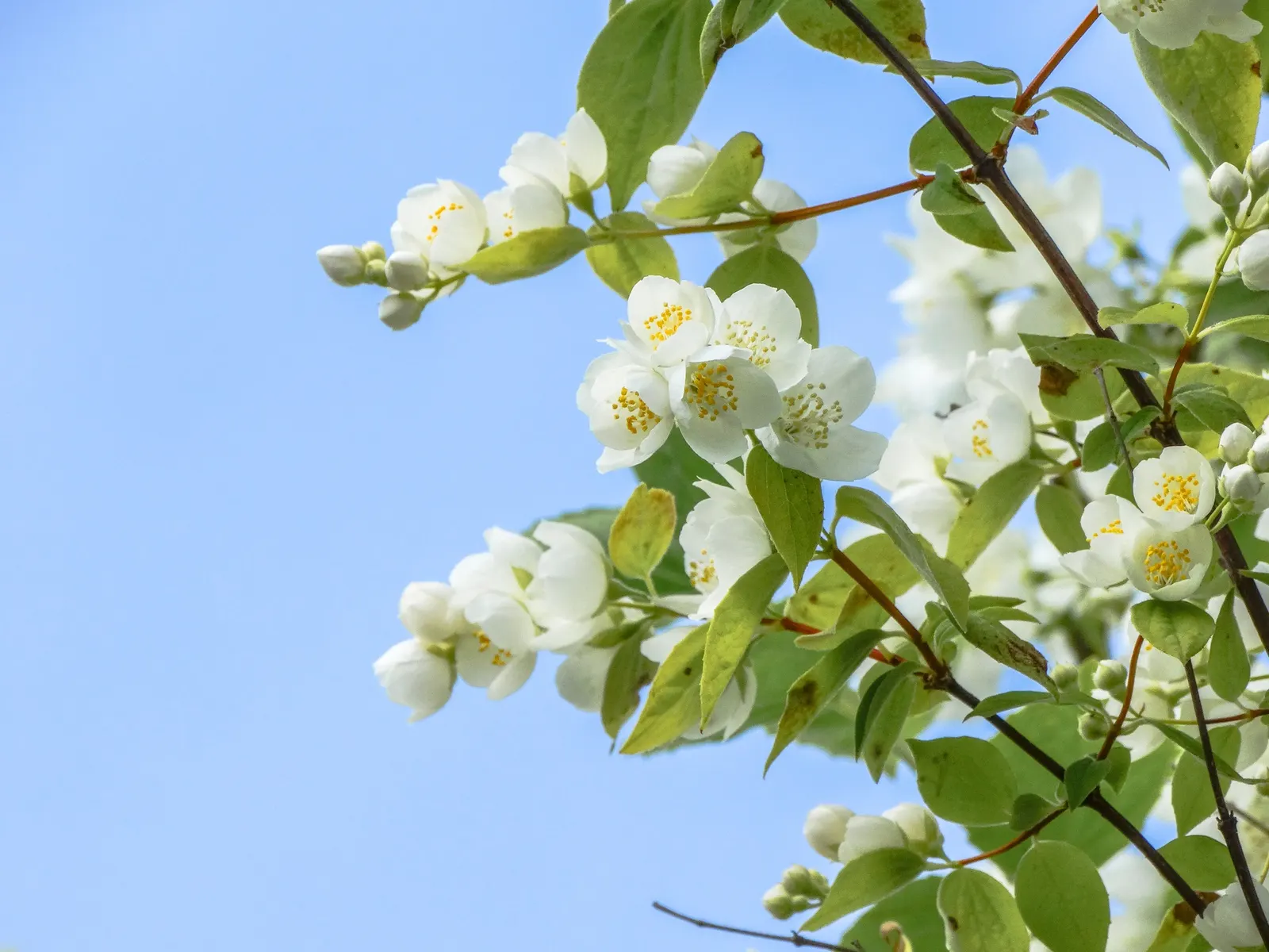 Mock Orange (Philadelphus Coronarius) — Ideal for a hedgerow or accent plant, it flourishes in USDA zones 4-8 and prefers full sun to partial, image 66
