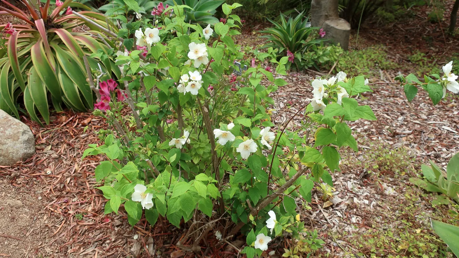 Mock Orange (Philadelphus Coronarius) — shrub with white blooms; which burst into bloom in late spring to early summer, image 95