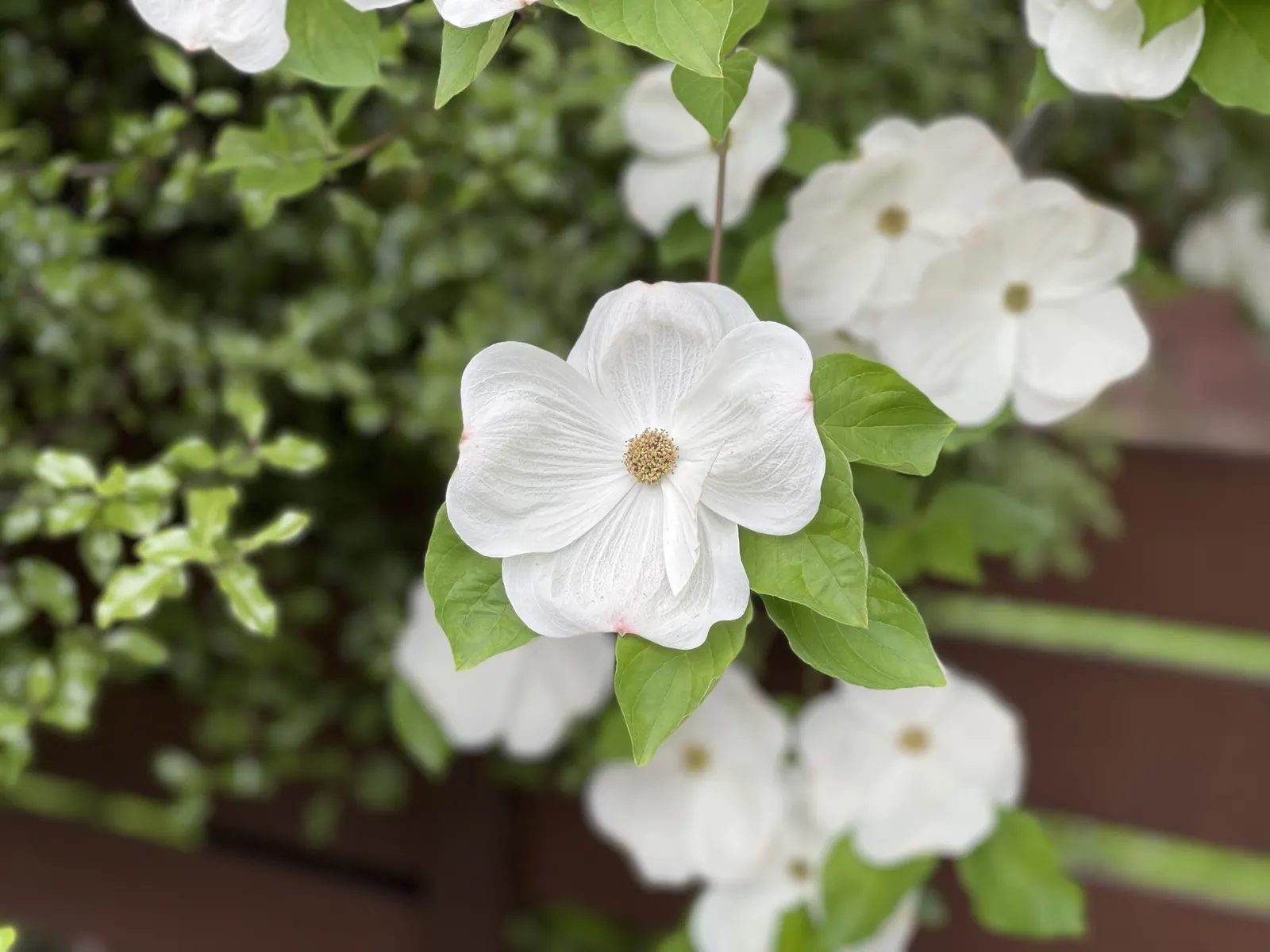 Mock Orange (Philadelphus Coronarius) — shrub with white blooms; which burst into bloom in late spring to early summer, image 47