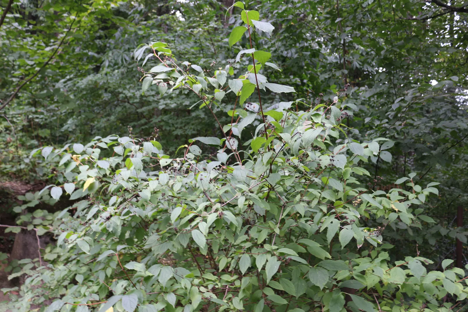 Mock Orange (Philadelphus Coronarius) — shrub for full or half; or as a standalone specimen in residential or park settings
