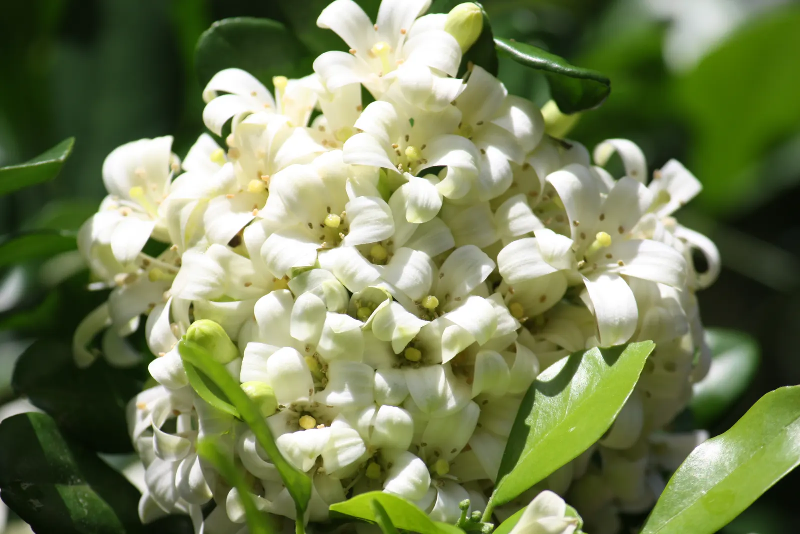 Mock Orange (Philadelphus Coronarius) — enriching garden aesthetics while attracting pollinators like butterflies and bees; it benefits from occasional pruning