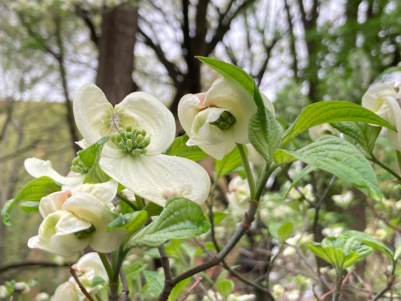 Mock Orange (Philadelphus Coronarius) — enriching garden aesthetics while attracting pollinators like butterflies and bees; it benefits from, image 43