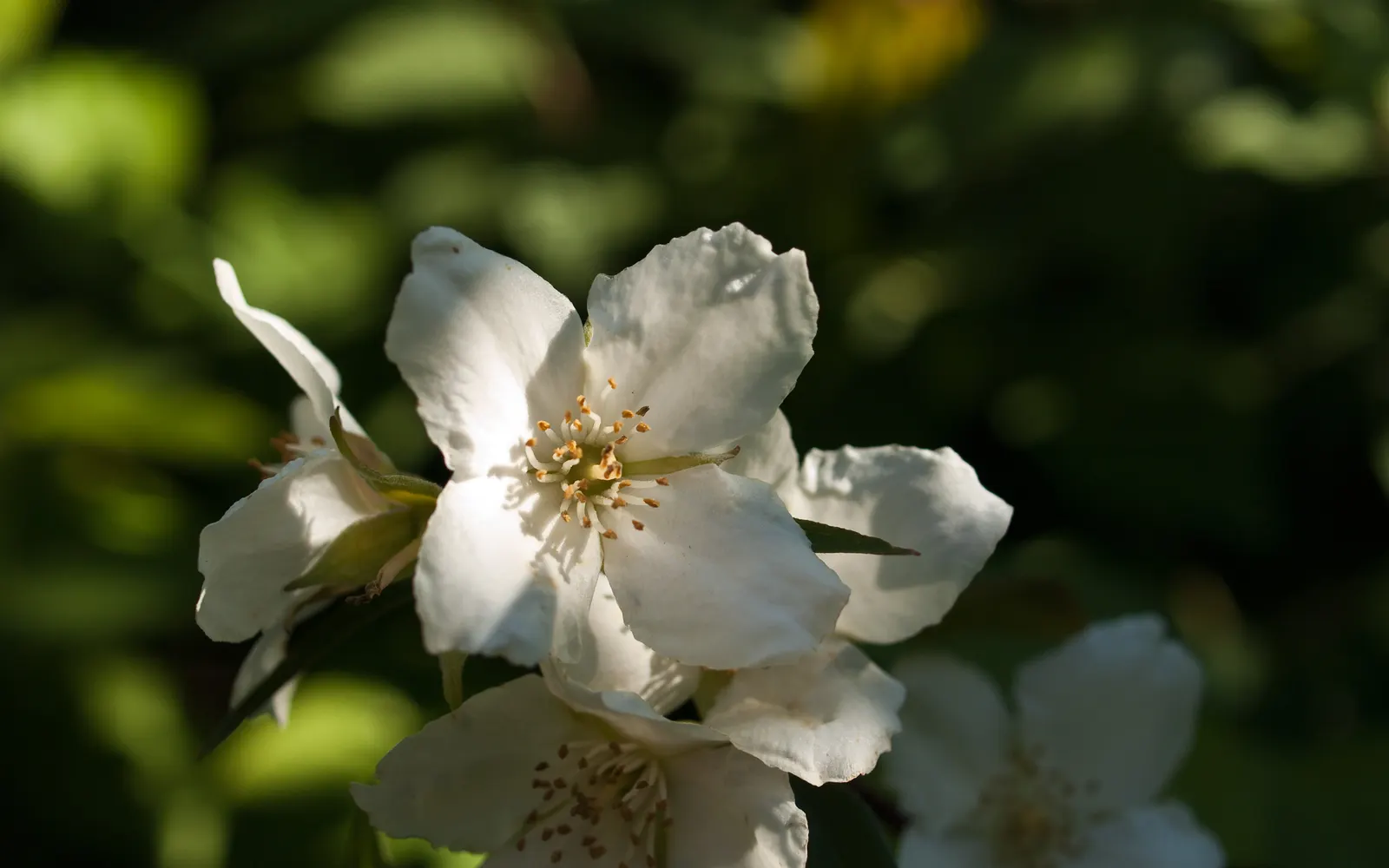 Mock Orange (Philadelphus Coronarius) — Ideal for a hedgerow or accent plant, it flourishes in USDA zones 4-8 and prefers full sun to partial, image 114