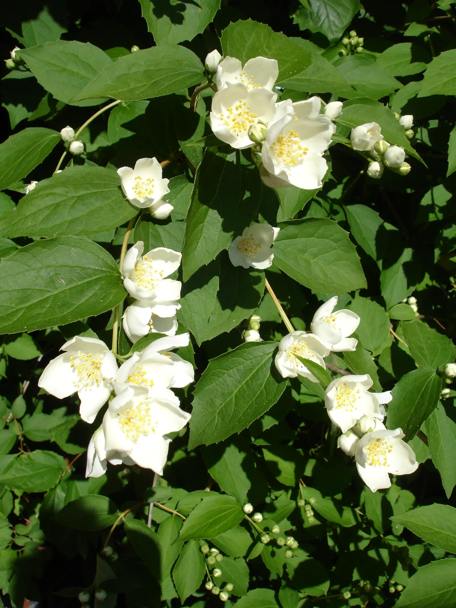 Mock Orange (Philadelphus Coronarius) — Its easy maintenance and adaptable nature make it an excellent choice for foundation plantings; it matures, image 108