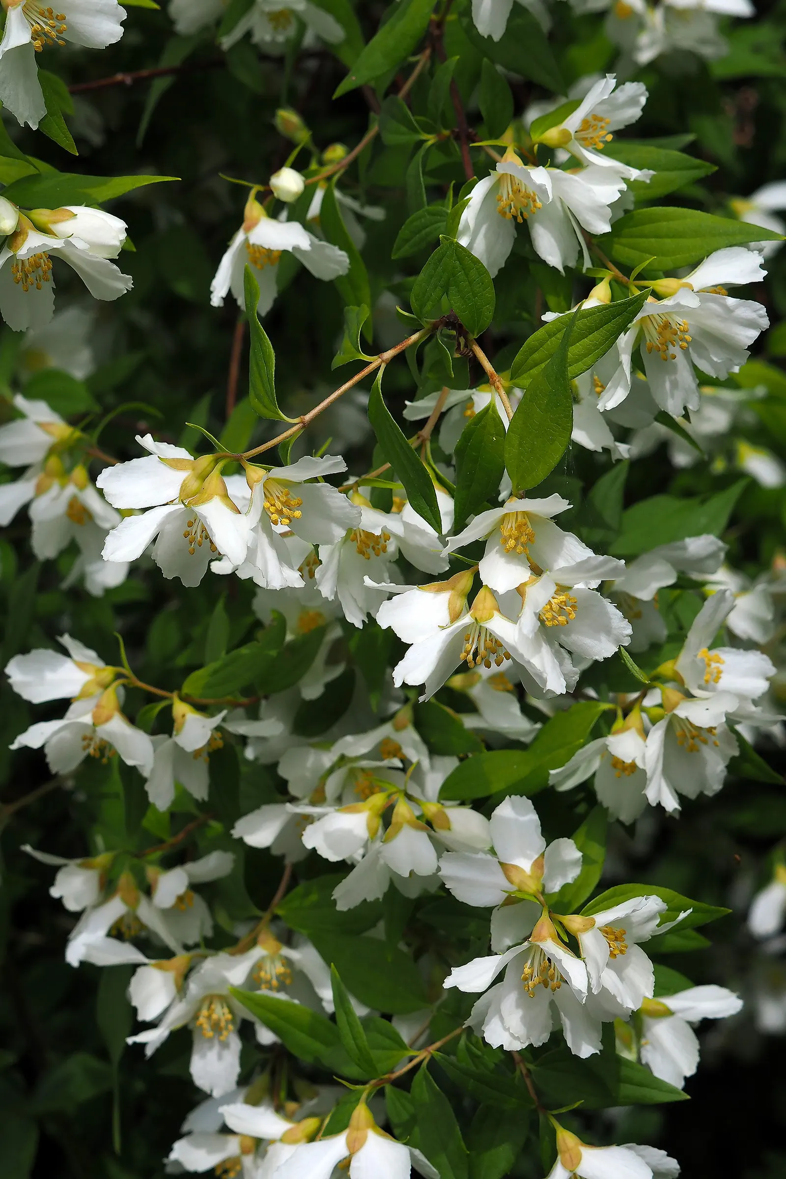 Mock Orange (Philadelphus Coronarius) — It benefits from occasional pruning immediately after flowering; hardy and low-maintenance, it features, image 90