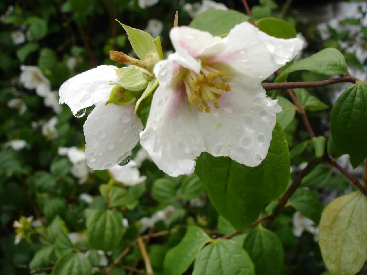 Mock Orange (Philadelphus Coronarius) — It matures to 10-12 feet in height and spans approximately 6-10 feet wide