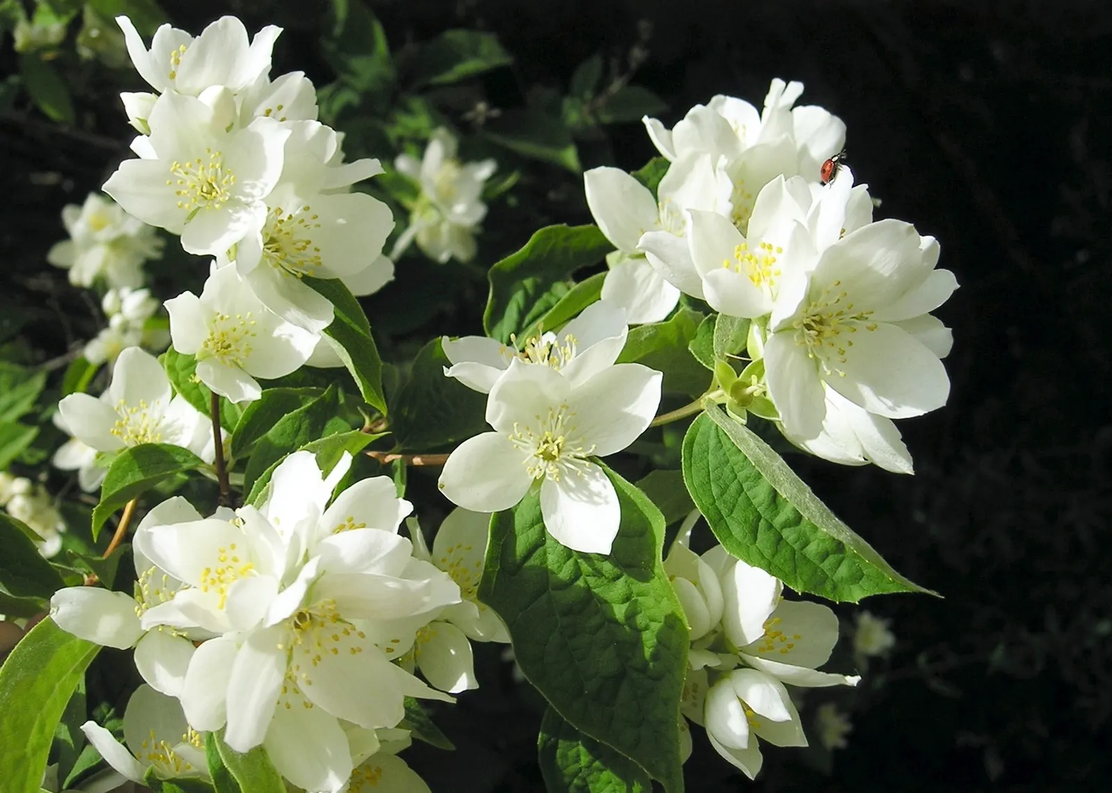 Mock Orange (Philadelphus Coronarius) — shrub with white blooms; which burst into bloom in late spring to early summer, image 143